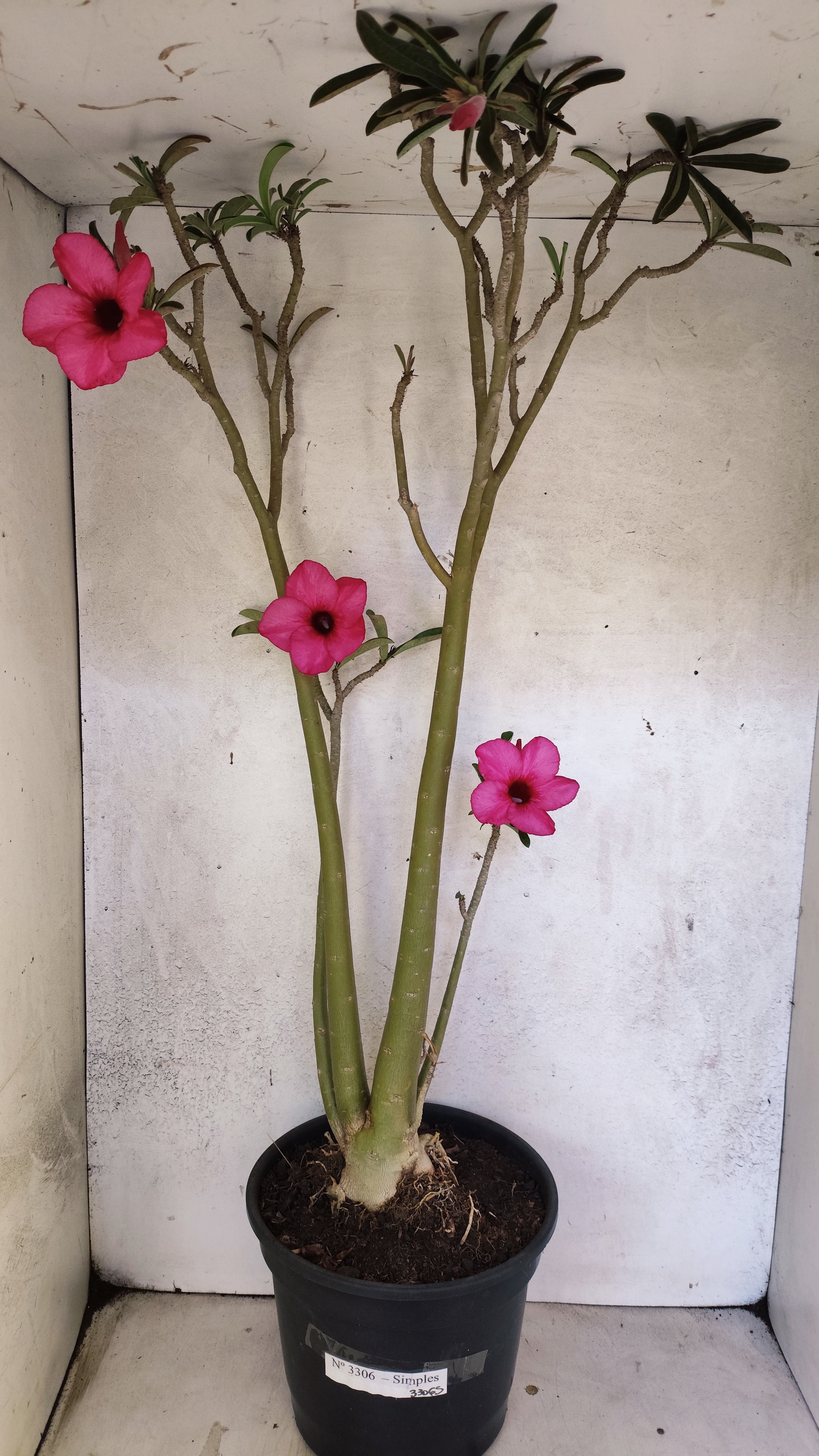 Planta Simples 3306 – 60cm – 04 anos