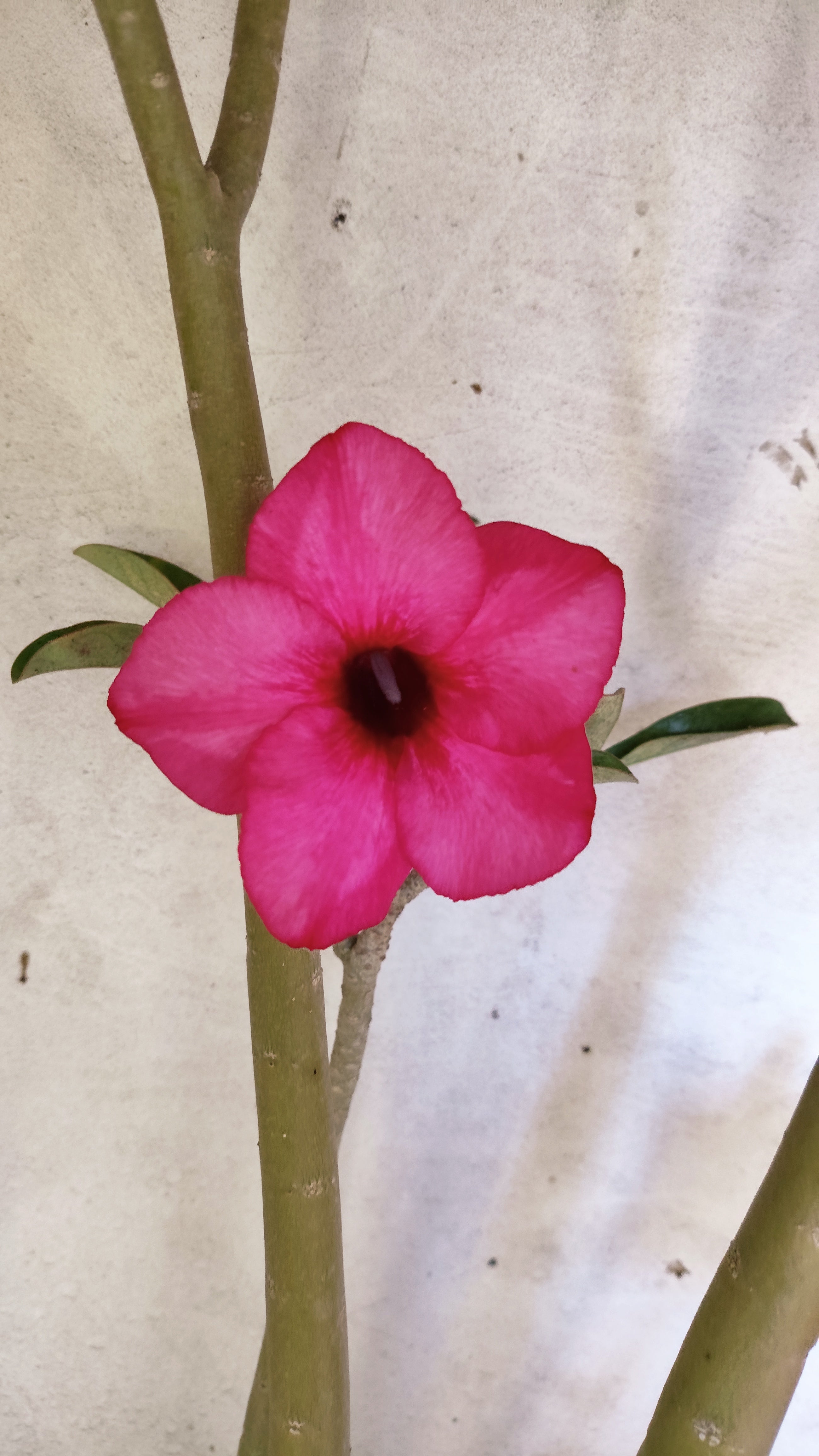 Planta Simples 3306 – 60cm – 04 anos