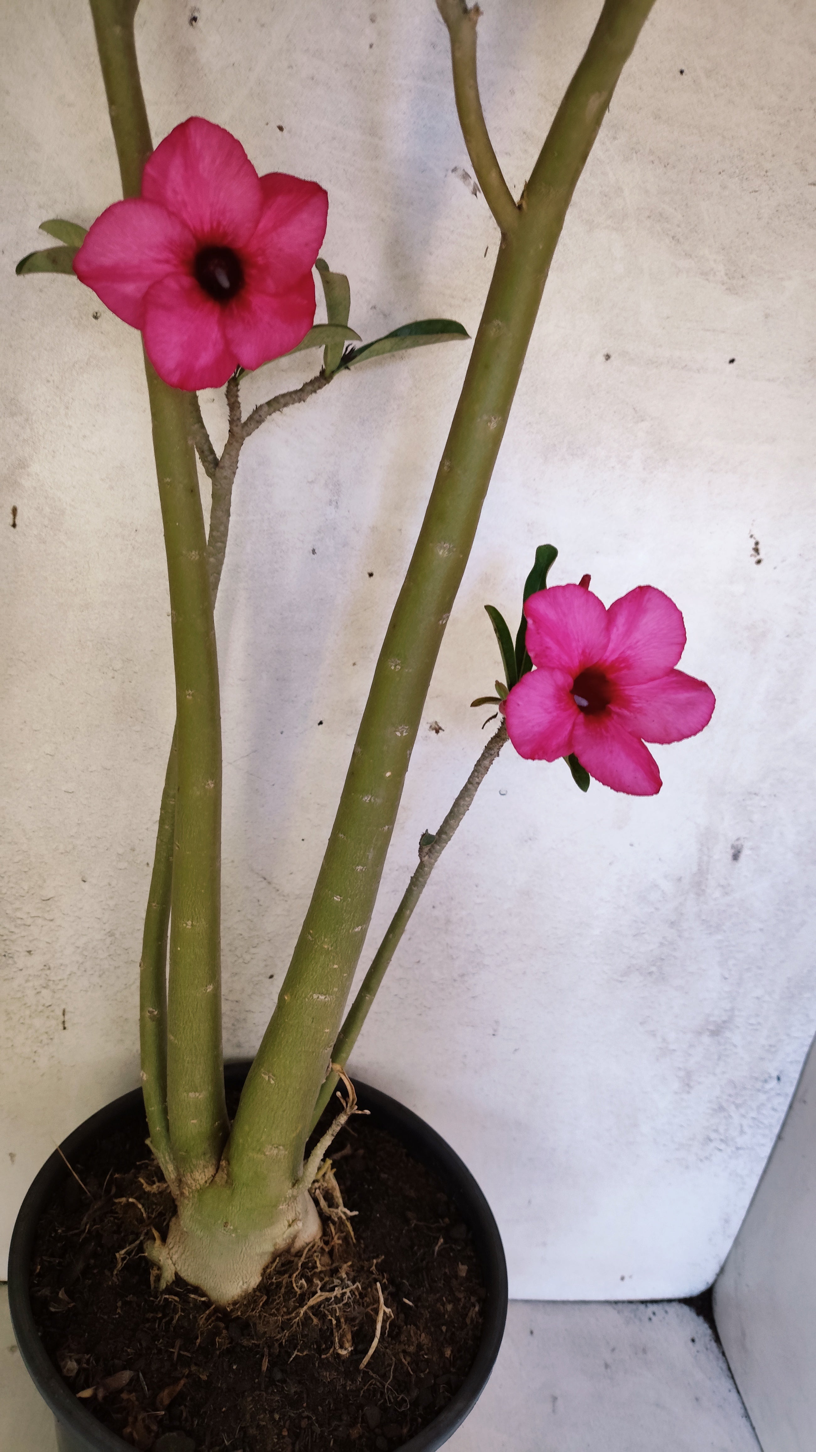 Planta Simples 3306 – 60cm – 04 anos