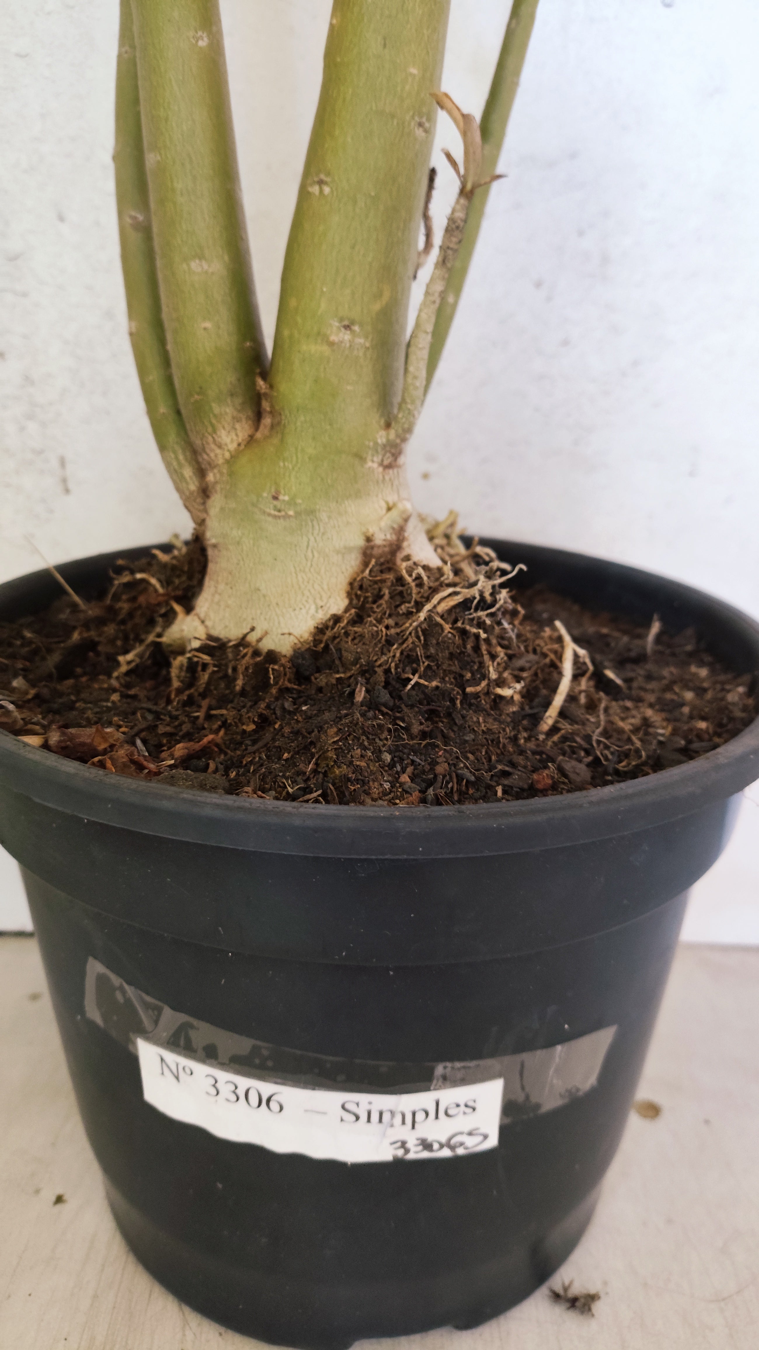 Planta Simples 3306 – 60cm – 04 anos