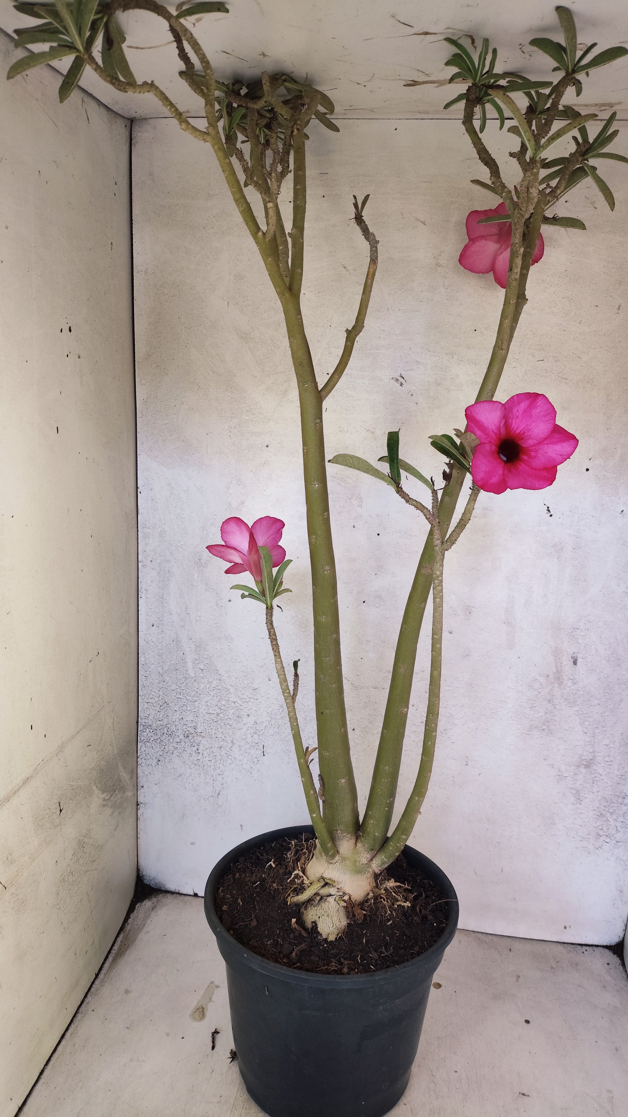 Planta Simples 3306 – 60cm – 04 anos