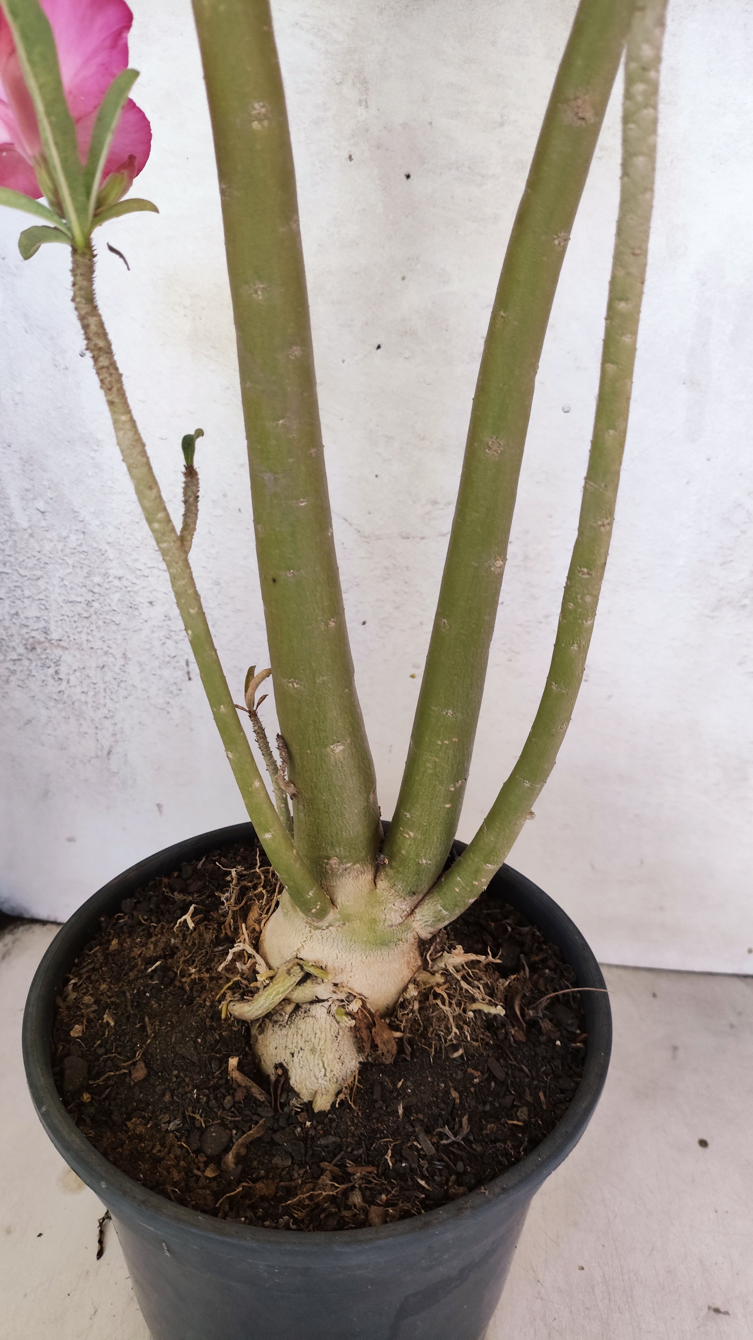 Planta Simples 3306 – 60cm – 04 anos