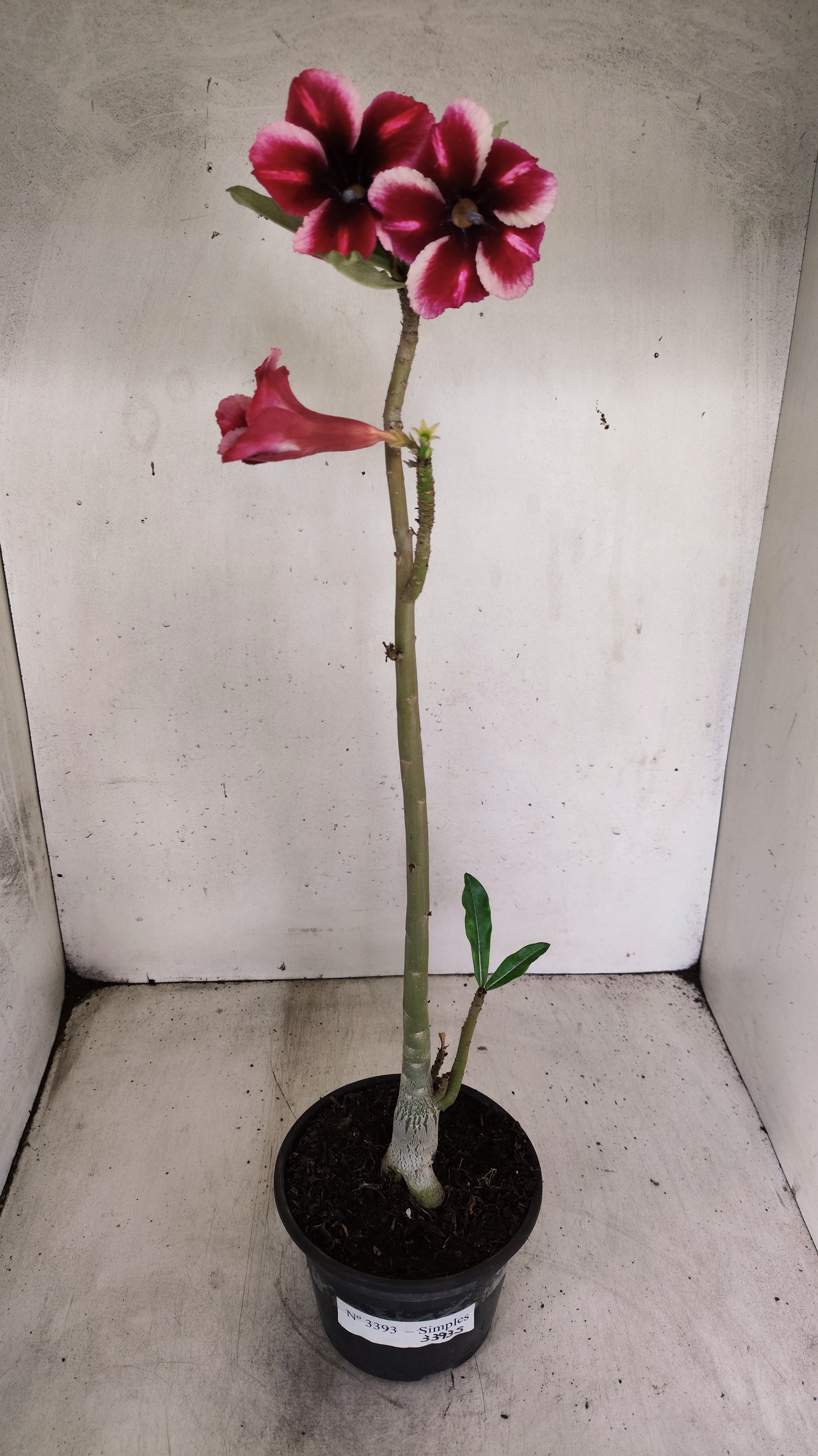 Planta Simples 3393 – 30cm – 02 anos