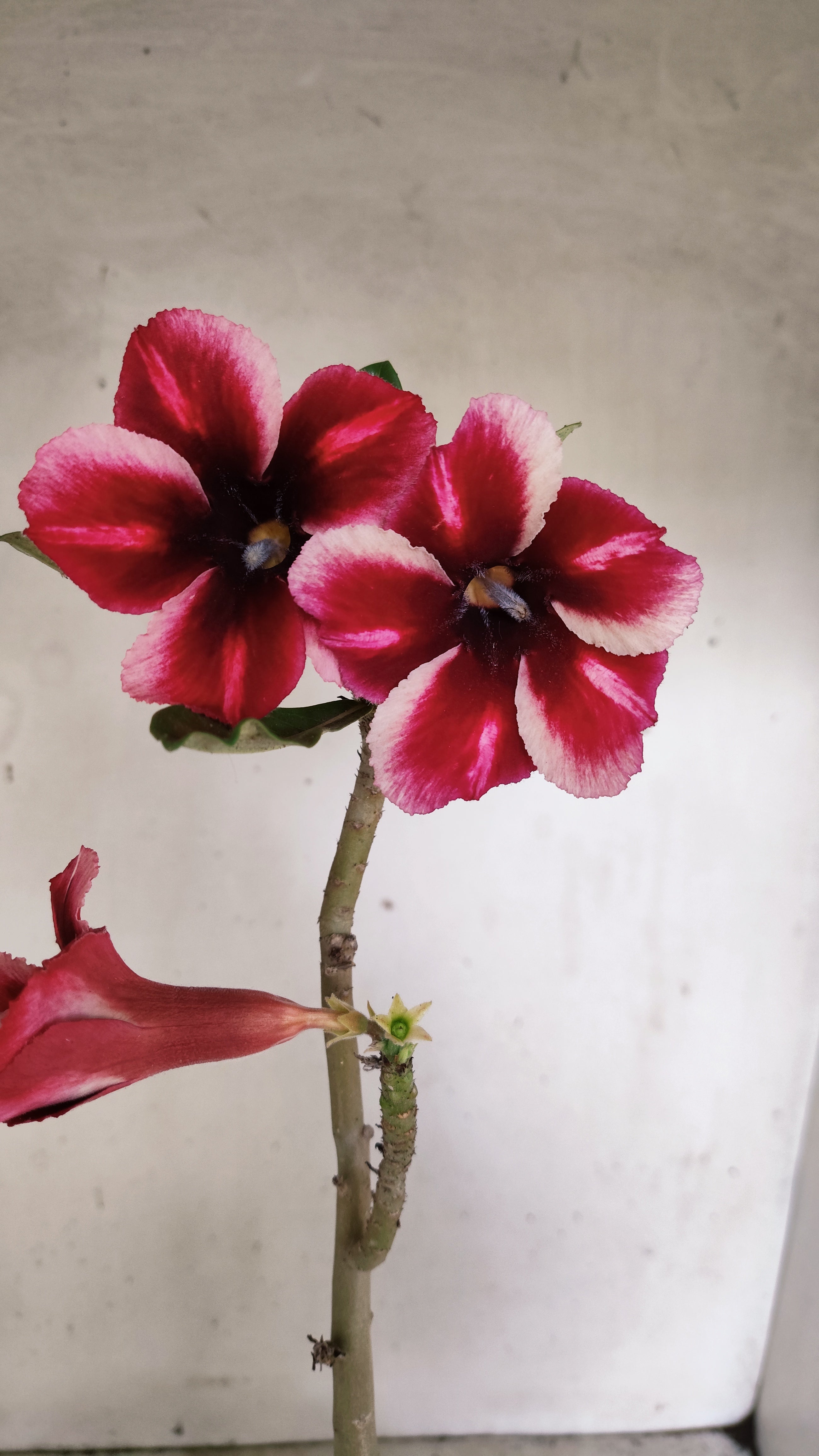 Planta Simples 3393 – 30cm – 02 anos