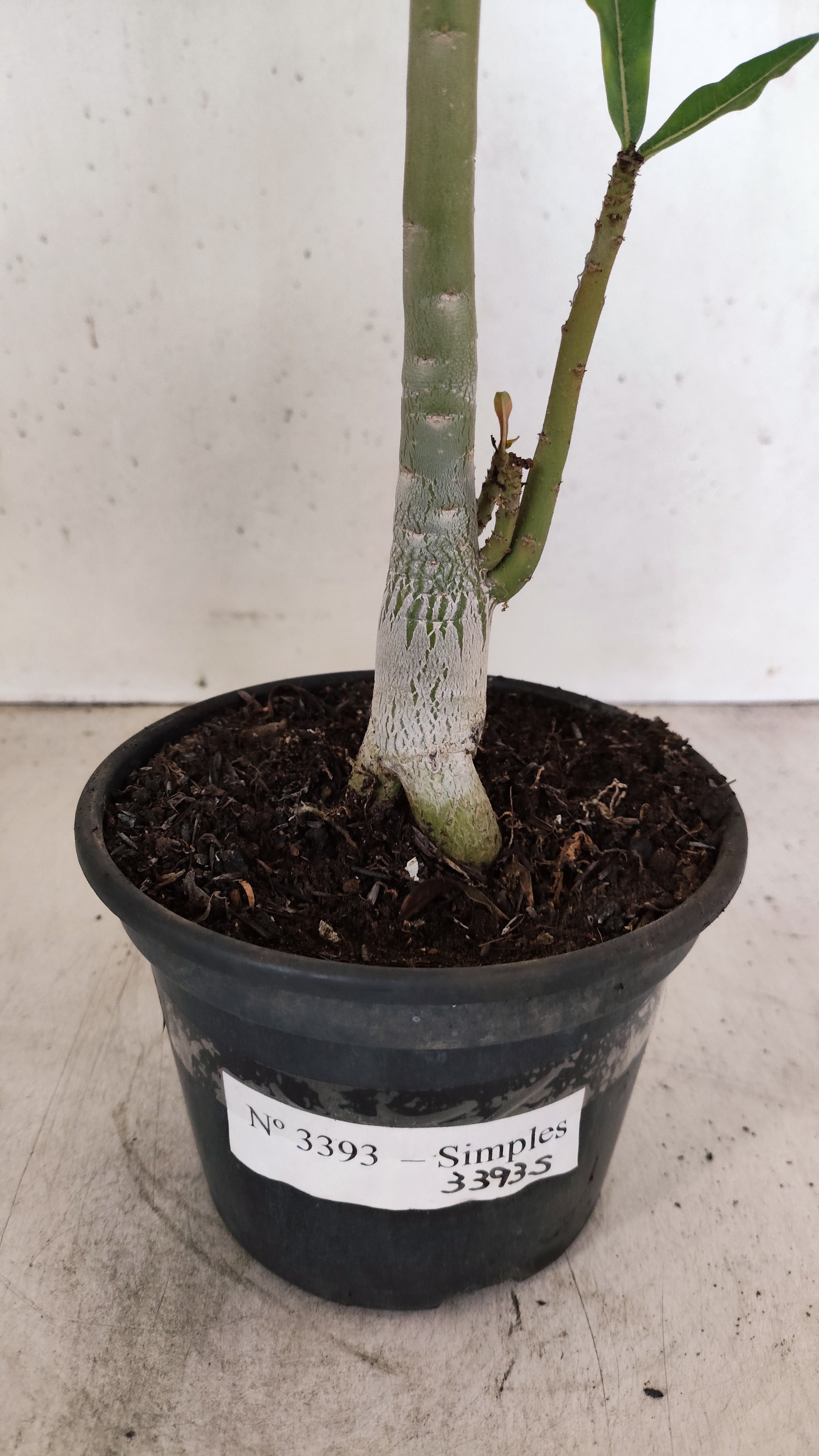 Planta Simples 3393 – 30cm – 02 anos