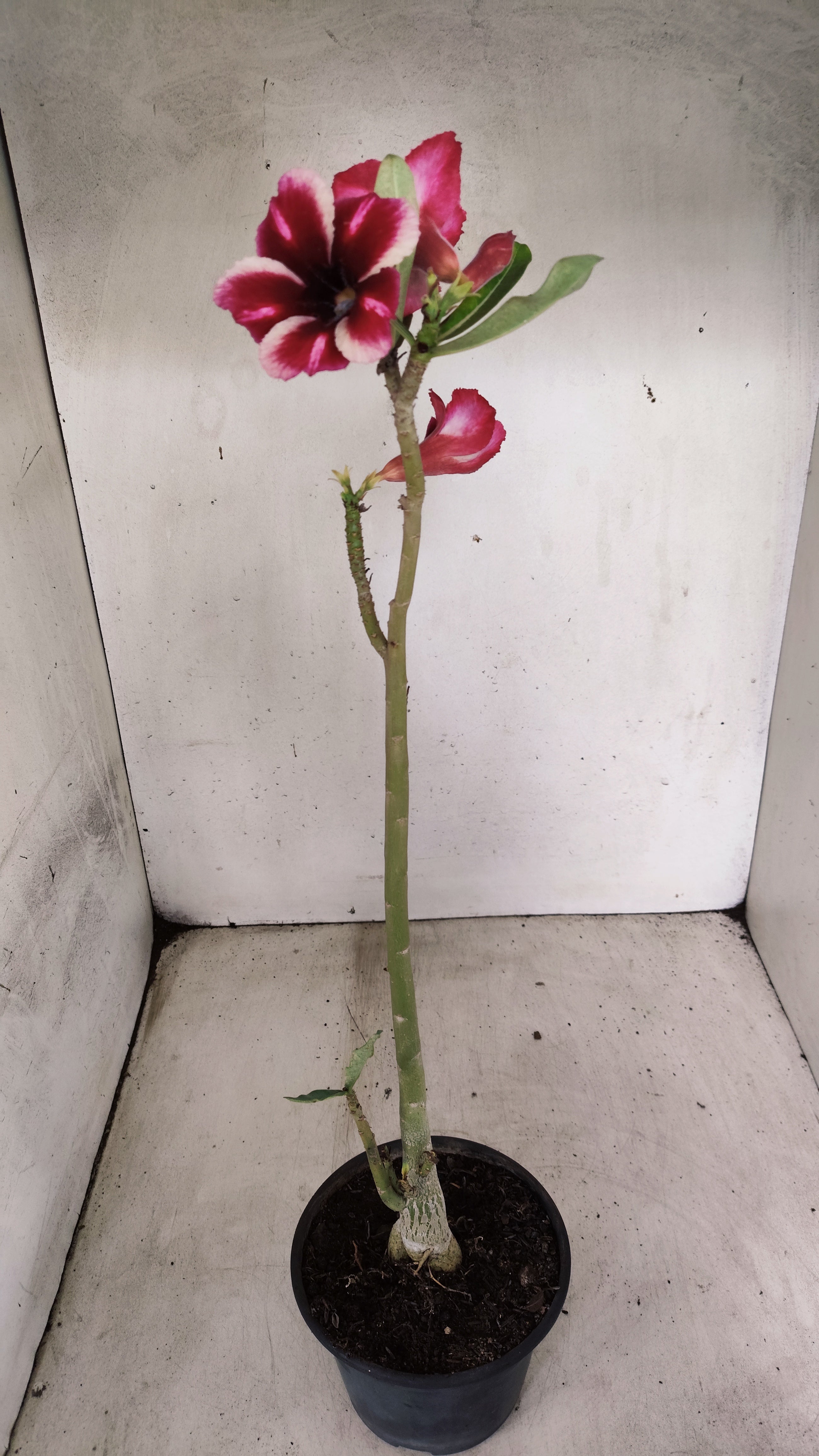 Planta Simples 3393 – 30cm – 02 anos