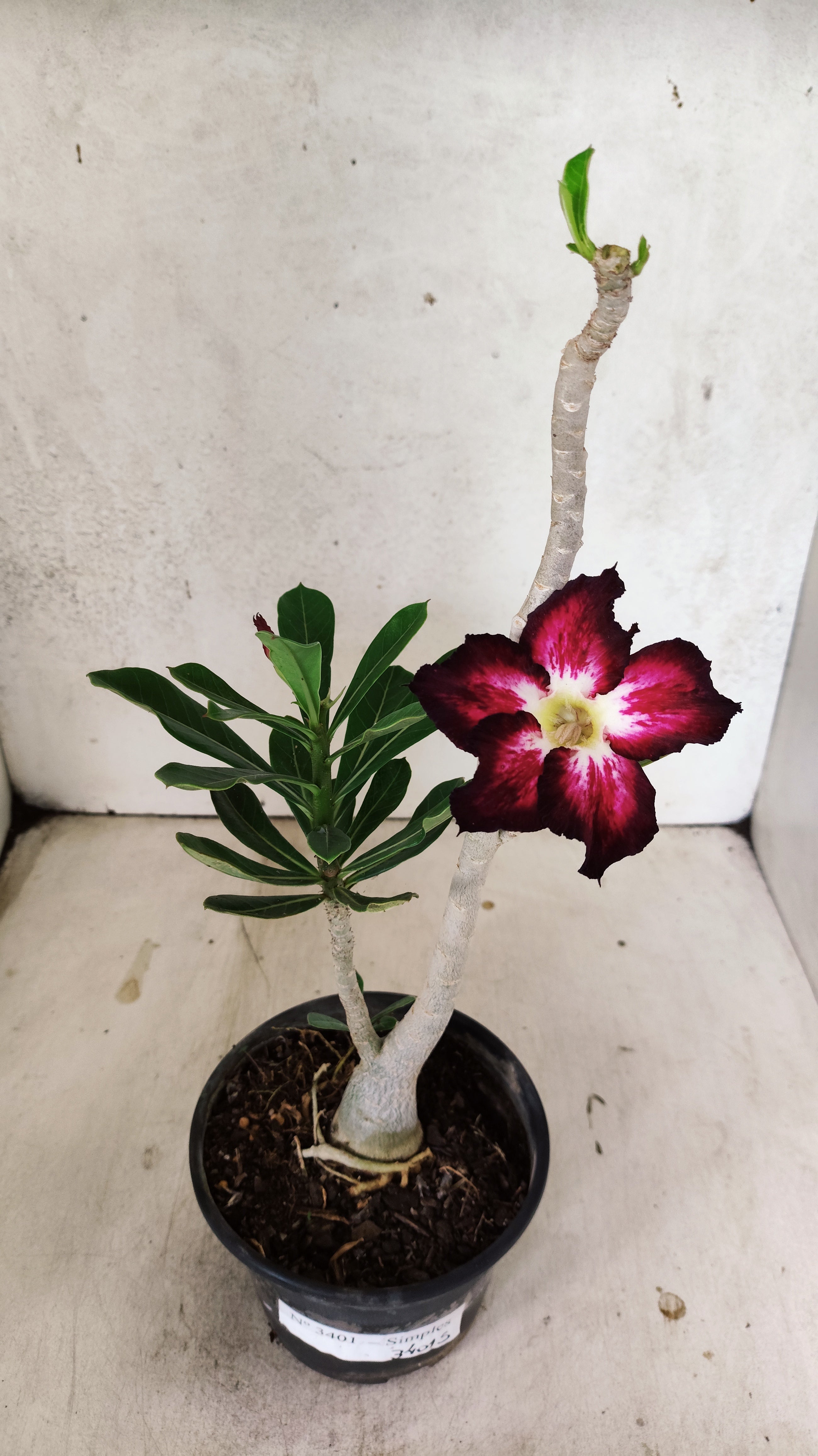 Planta Simples 3401 – 35cm – 03 anos