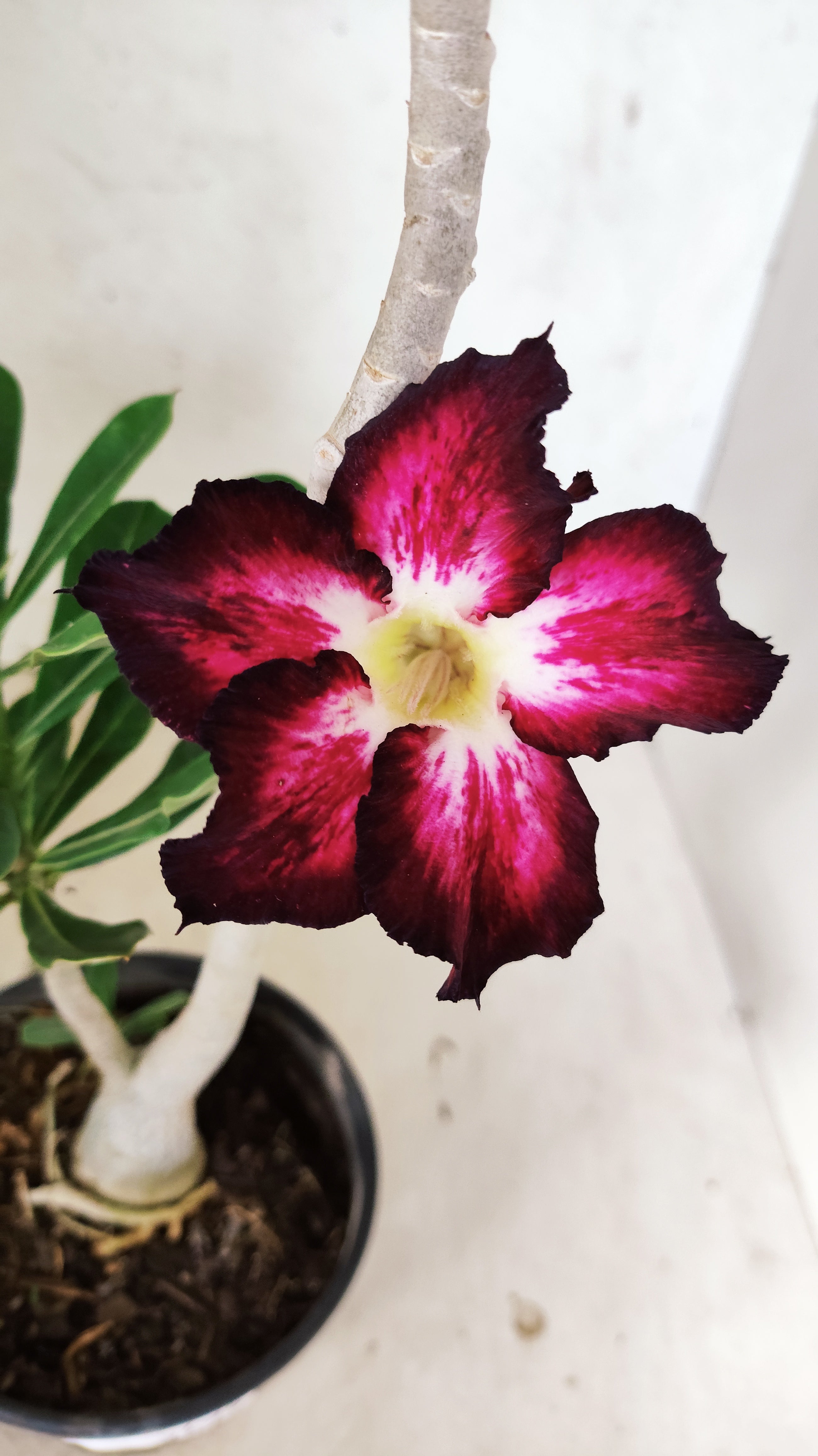 Planta Simples 3401 – 35cm – 03 anos