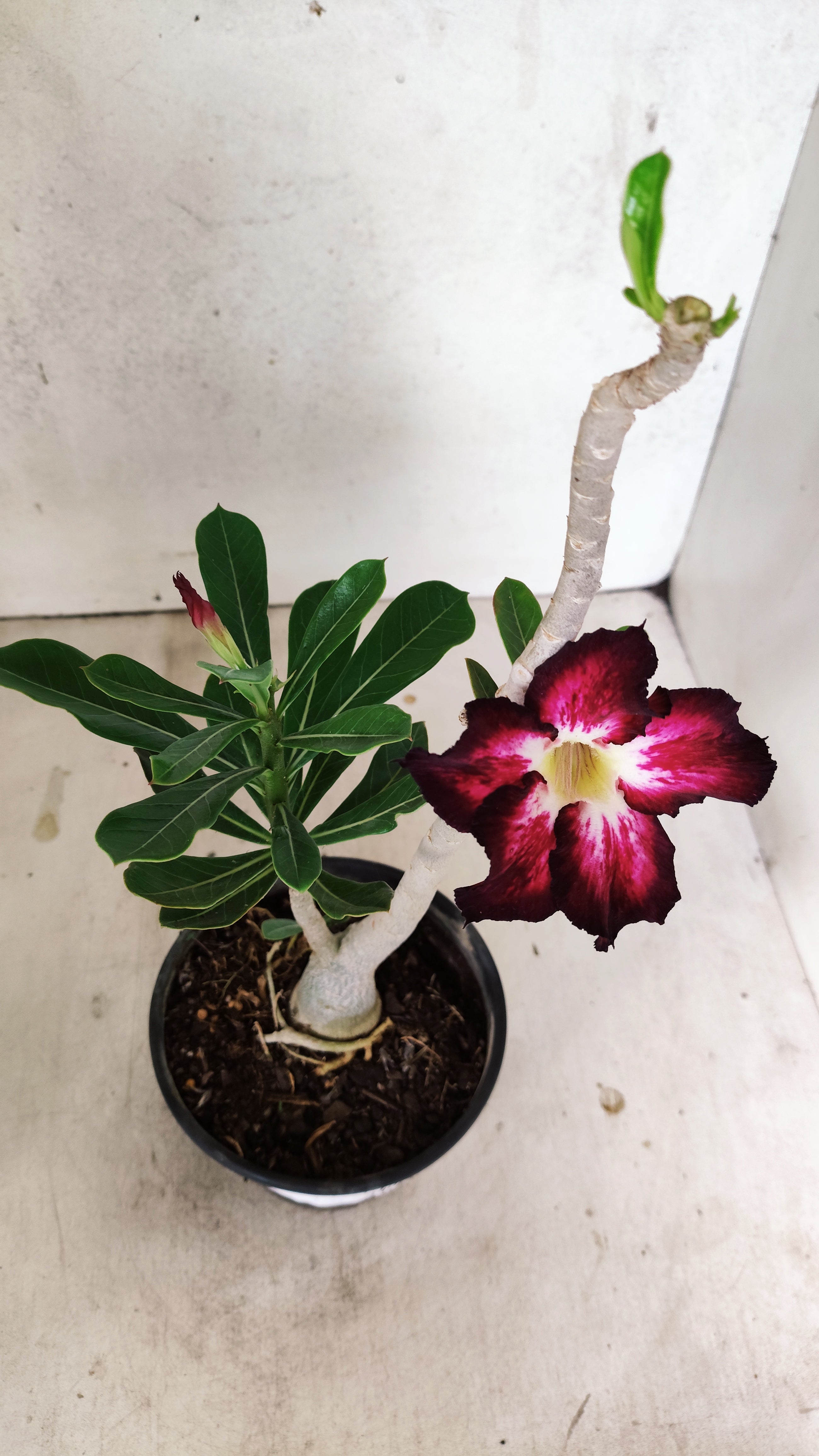 Planta Simples 3401 – 35cm – 03 anos