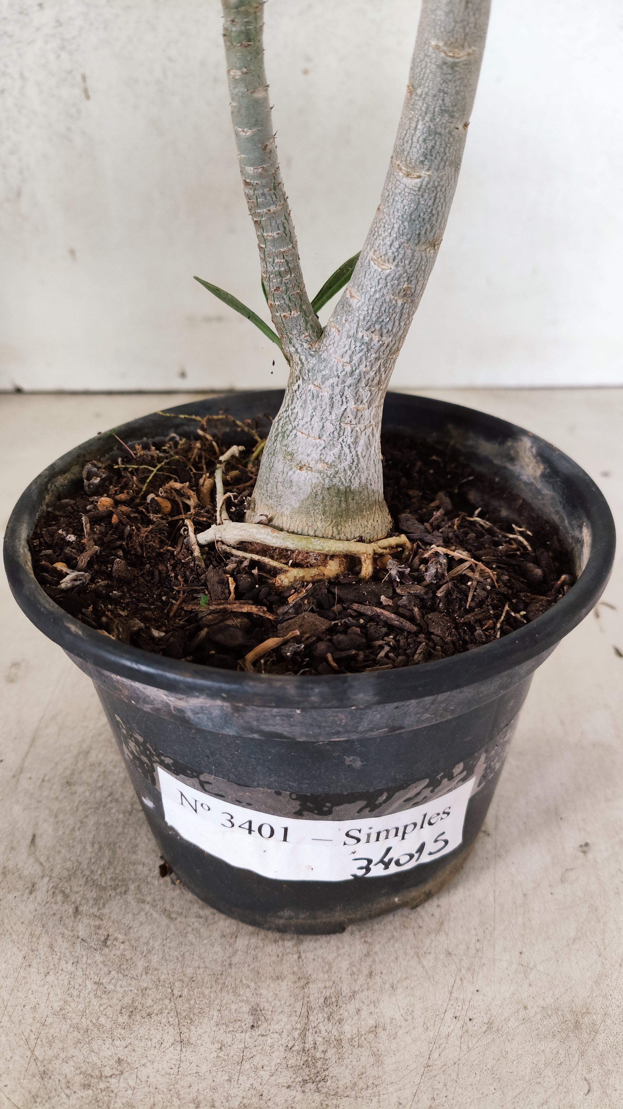 Planta Simples 3401 – 35cm – 03 anos