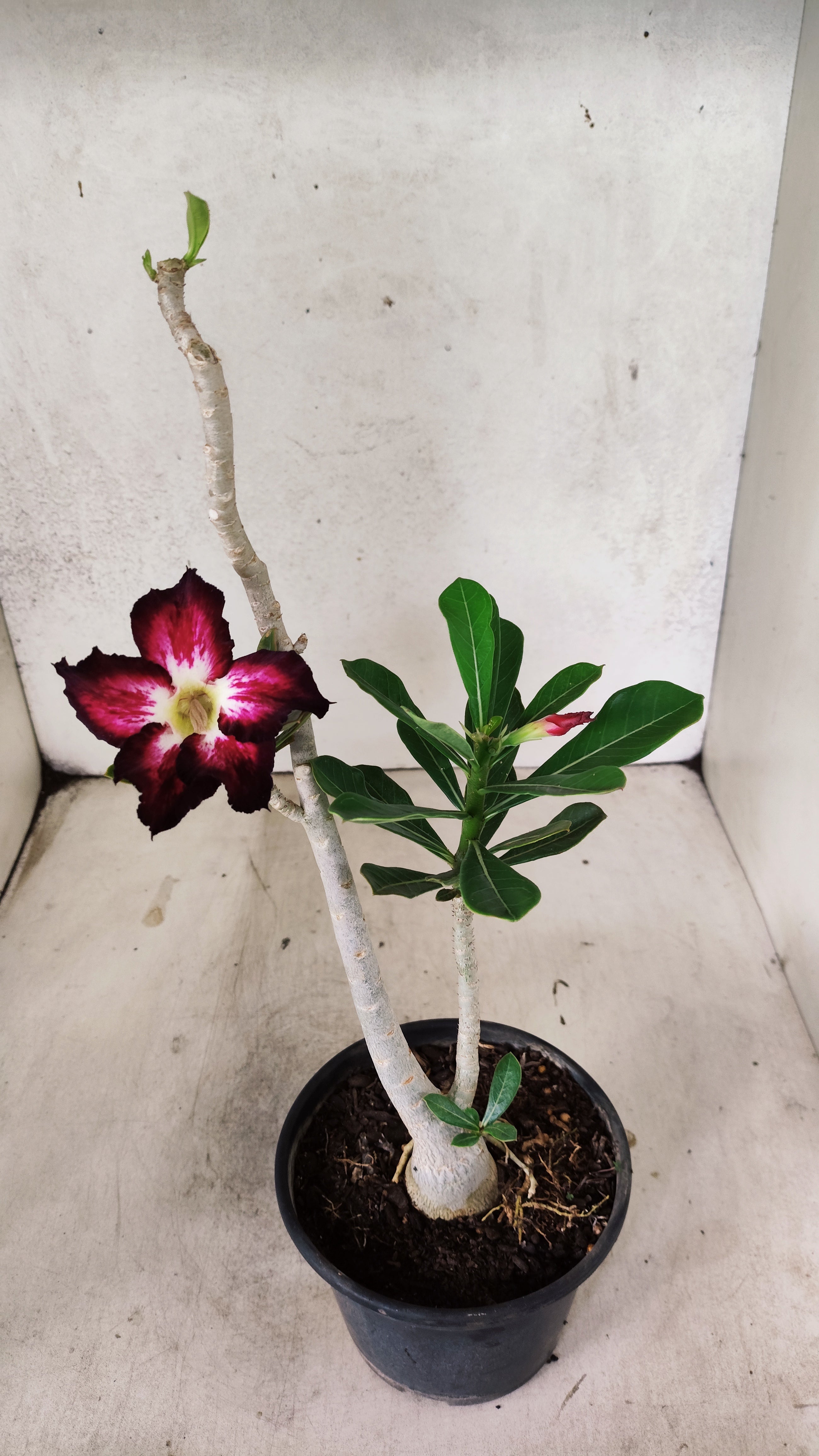 Planta Simples 3401 – 35cm – 03 anos