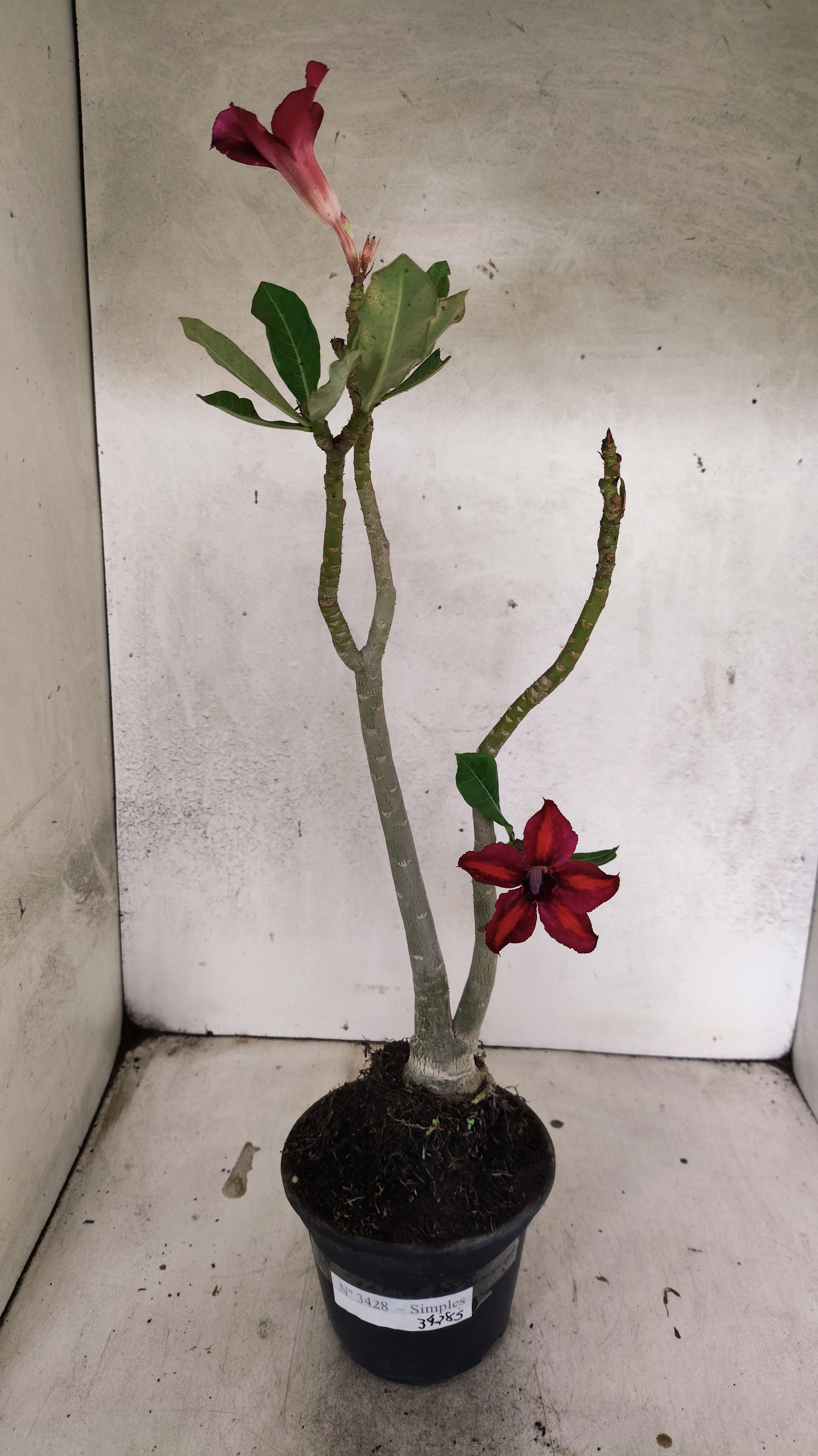 Planta Simples 3428 – 35cm – 03 anos