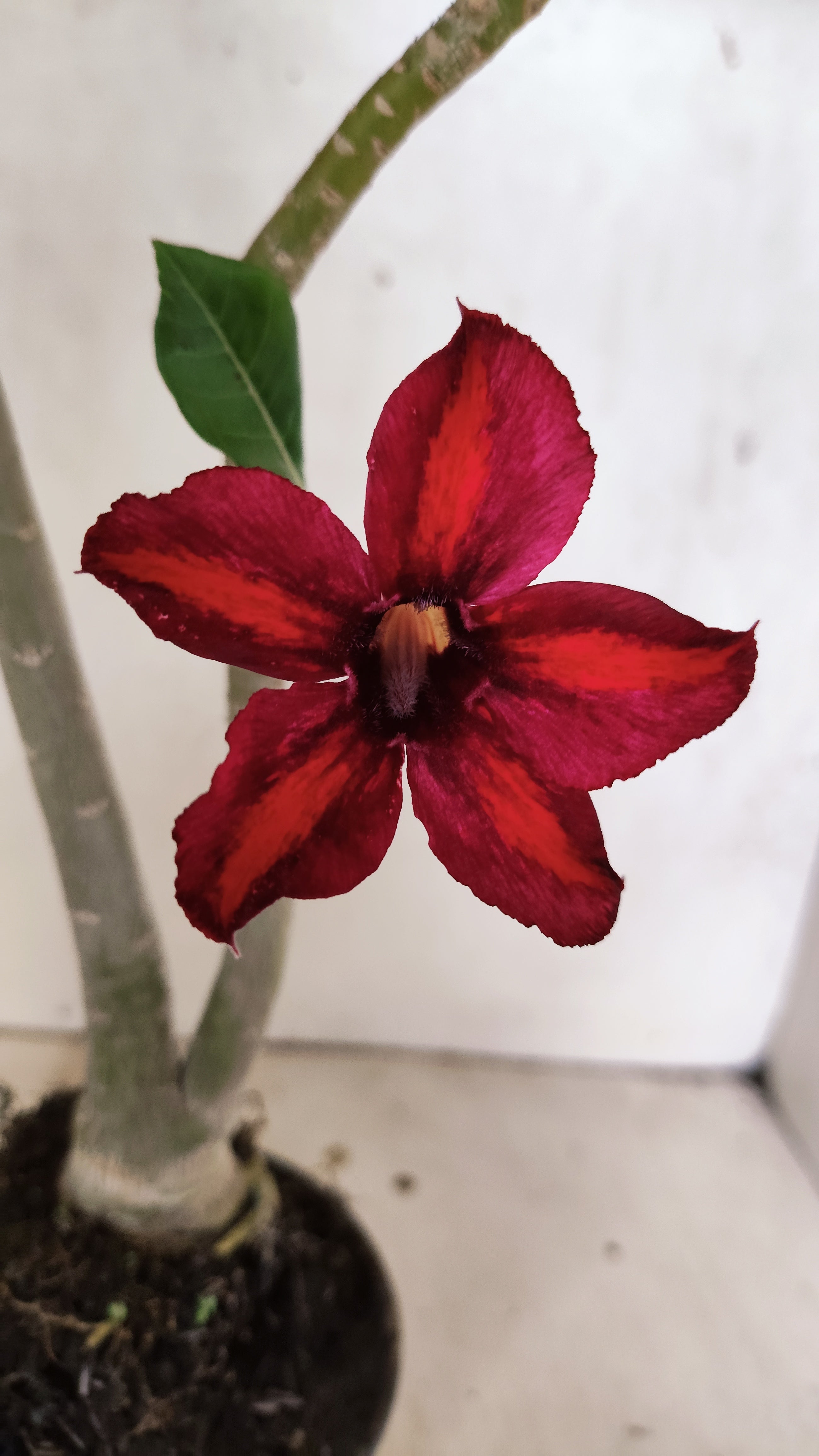 Planta Simples 3428 – 35cm – 03 anos