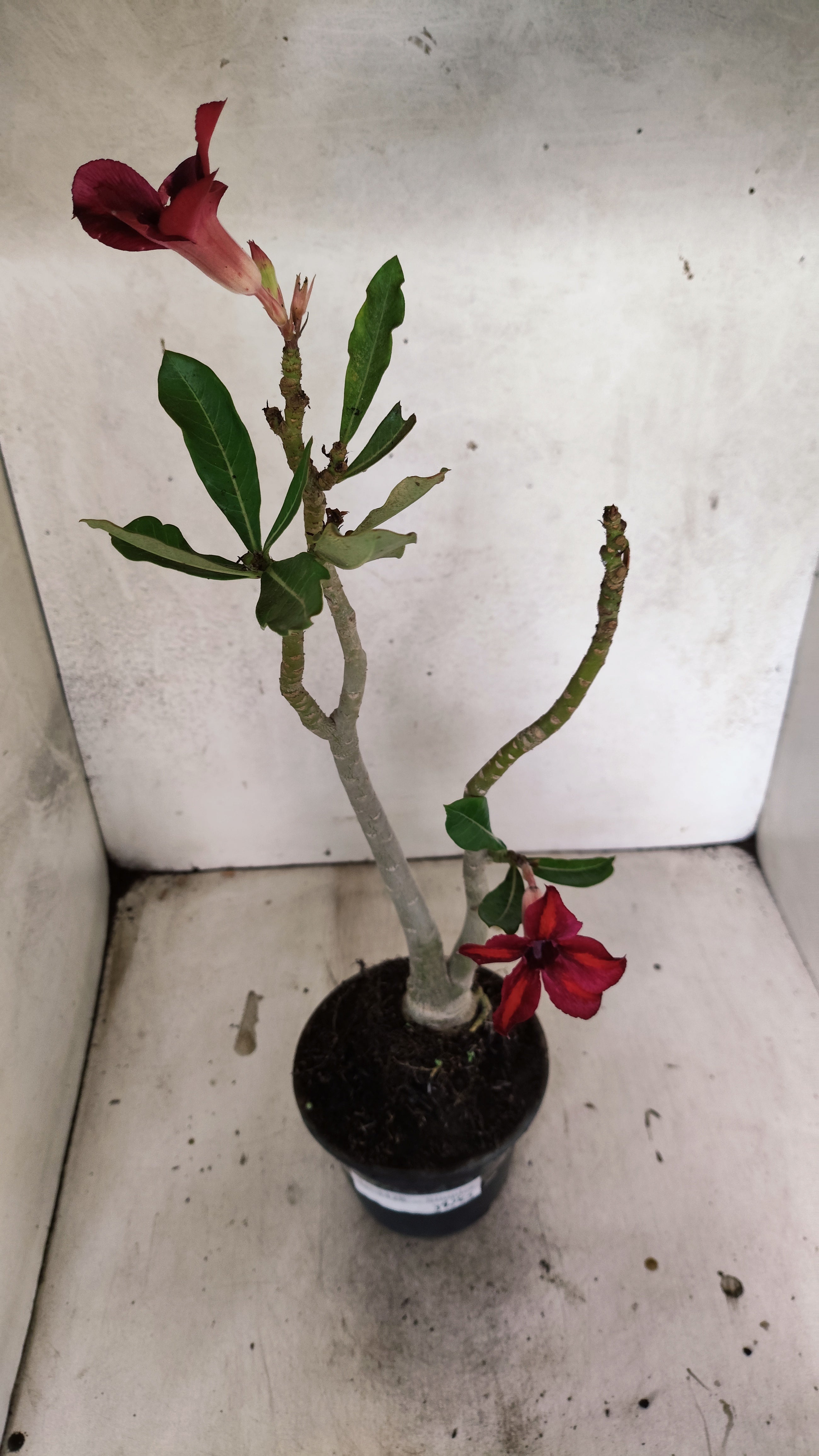 Planta Simples 3428 – 35cm – 03 anos