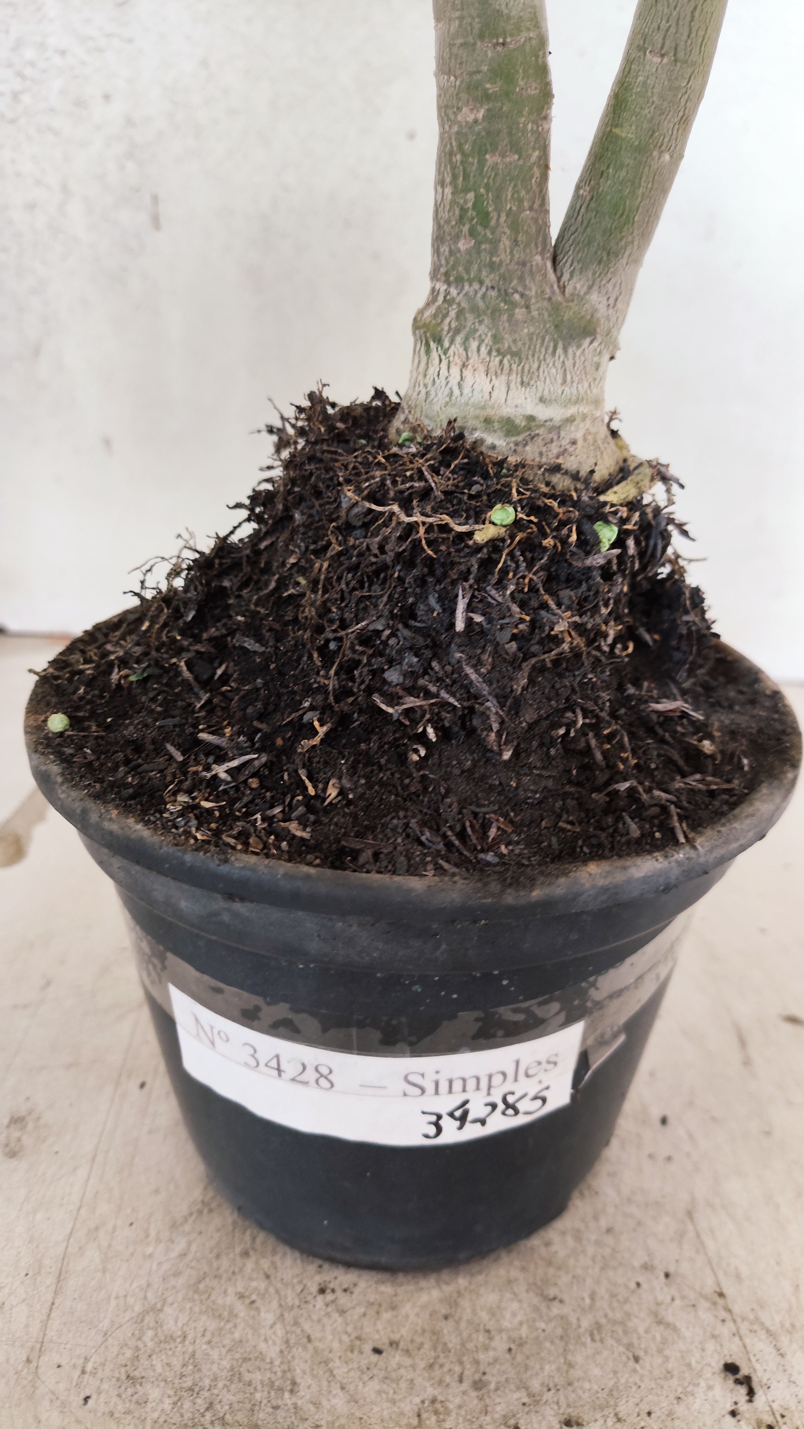 Planta Simples 3428 – 35cm – 03 anos