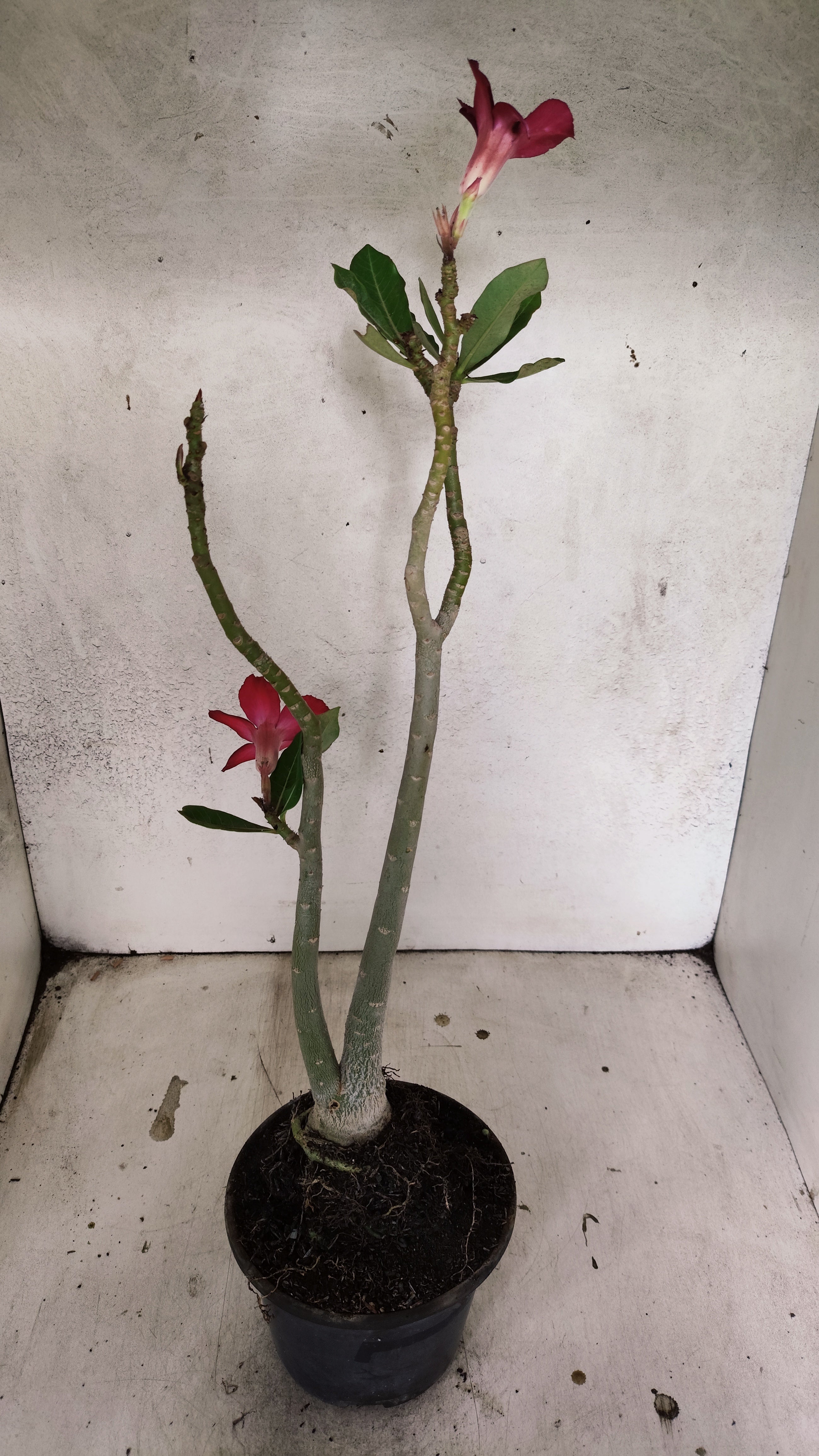 Planta Simples 3428 – 35cm – 03 anos