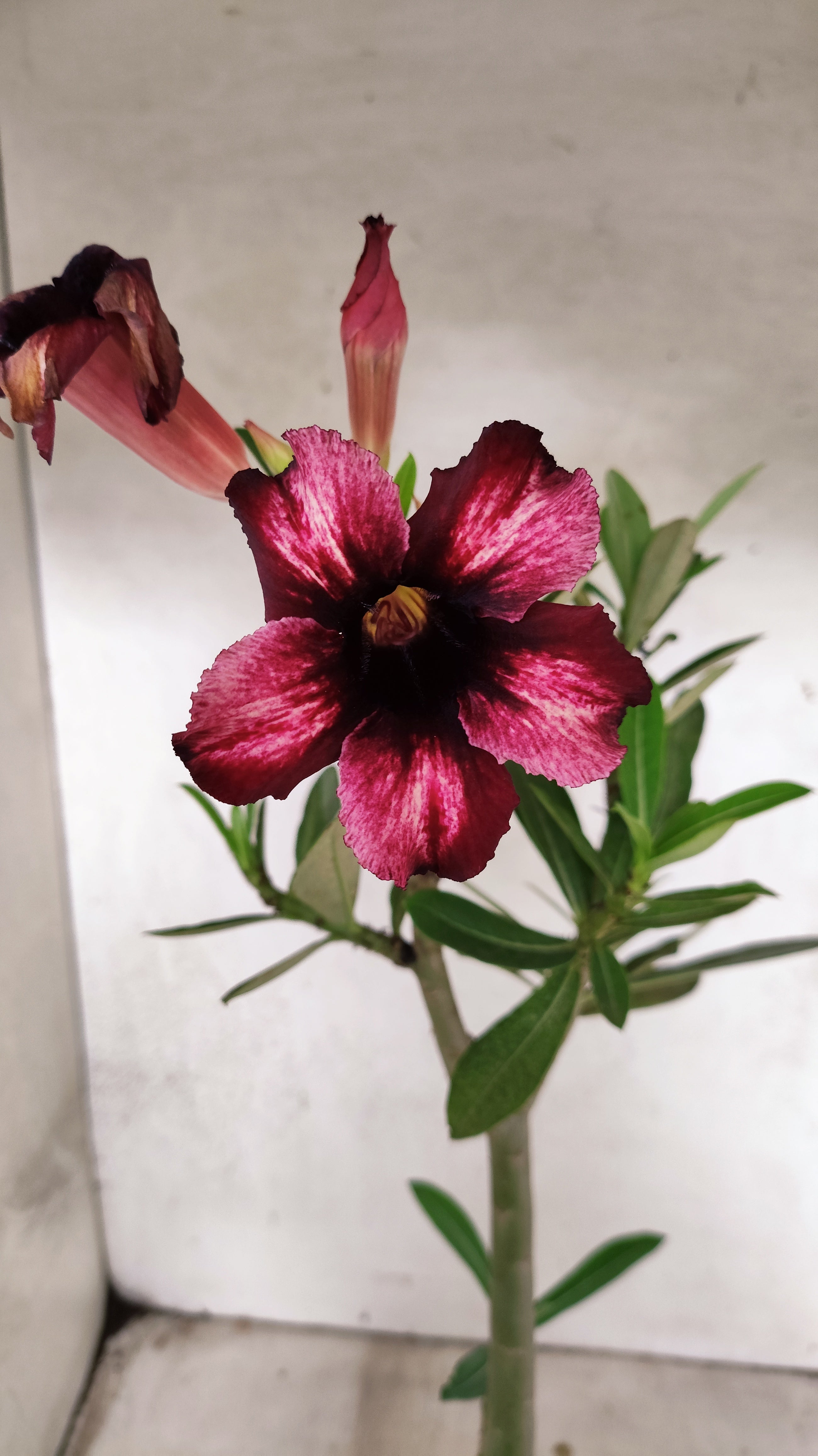 Planta Simples 3482 – 35cm – 03 anos