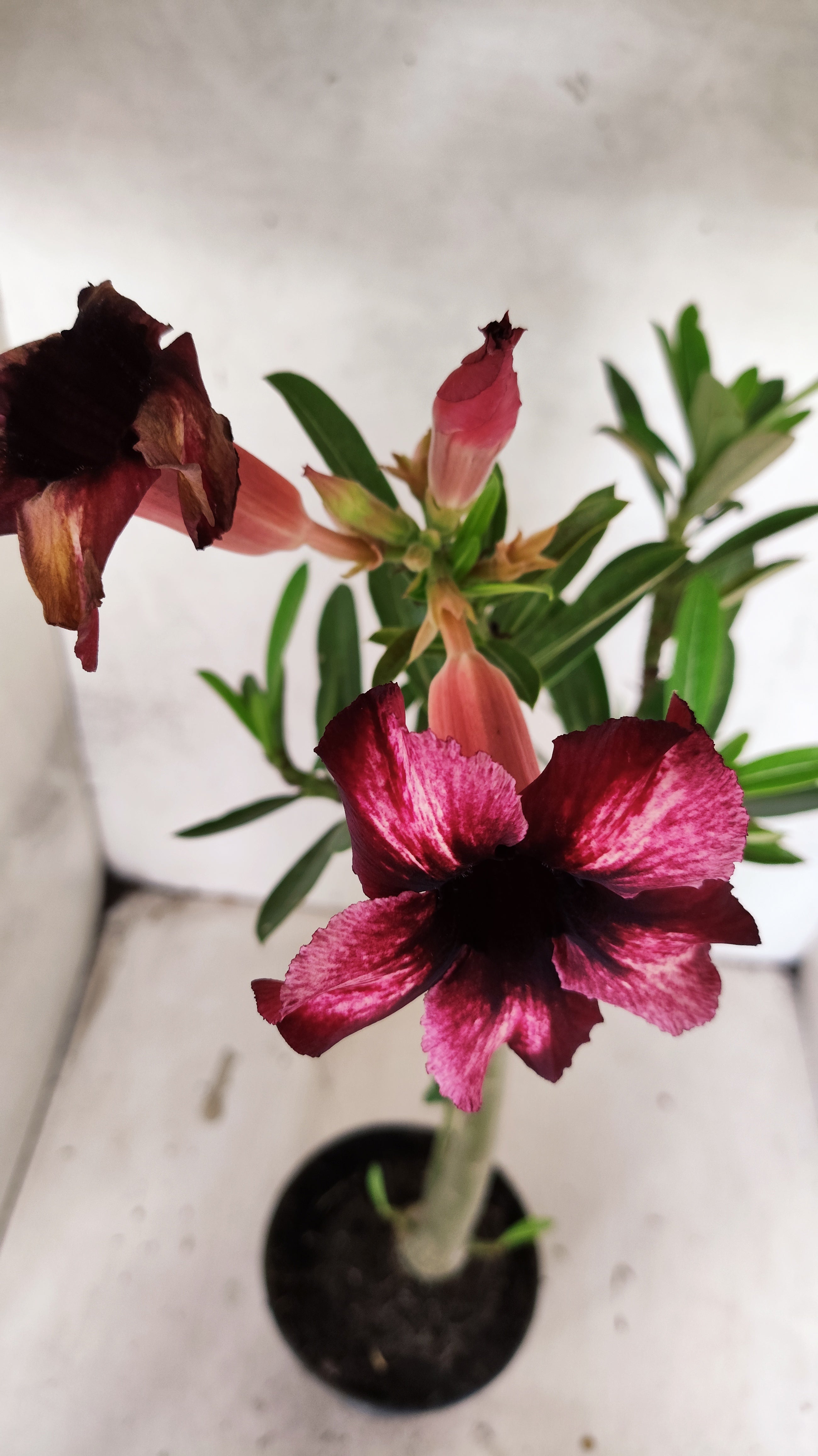 Planta Simples 3482 – 35cm – 03 anos