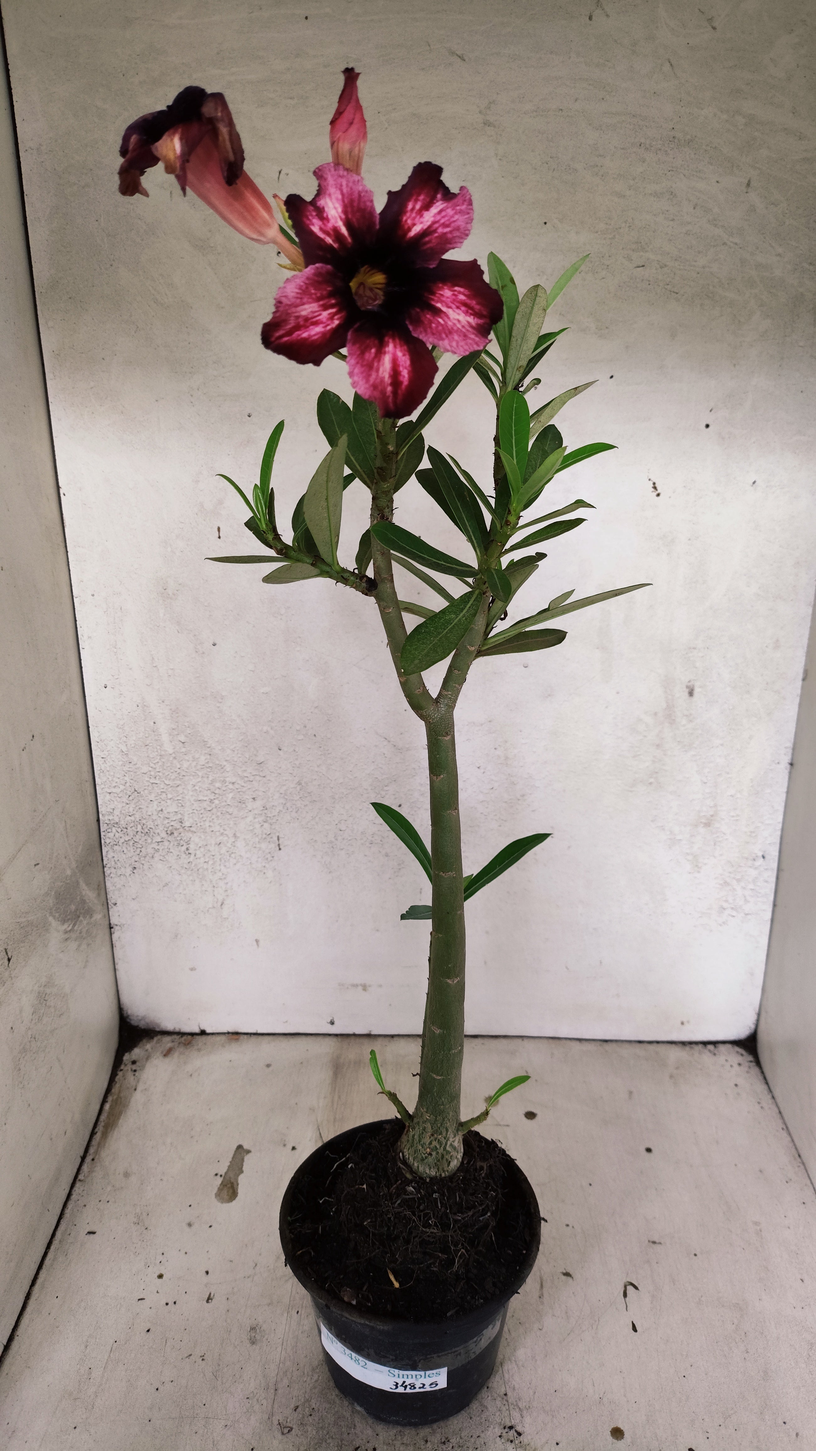 Planta Simples 3482 – 35cm – 03 anos