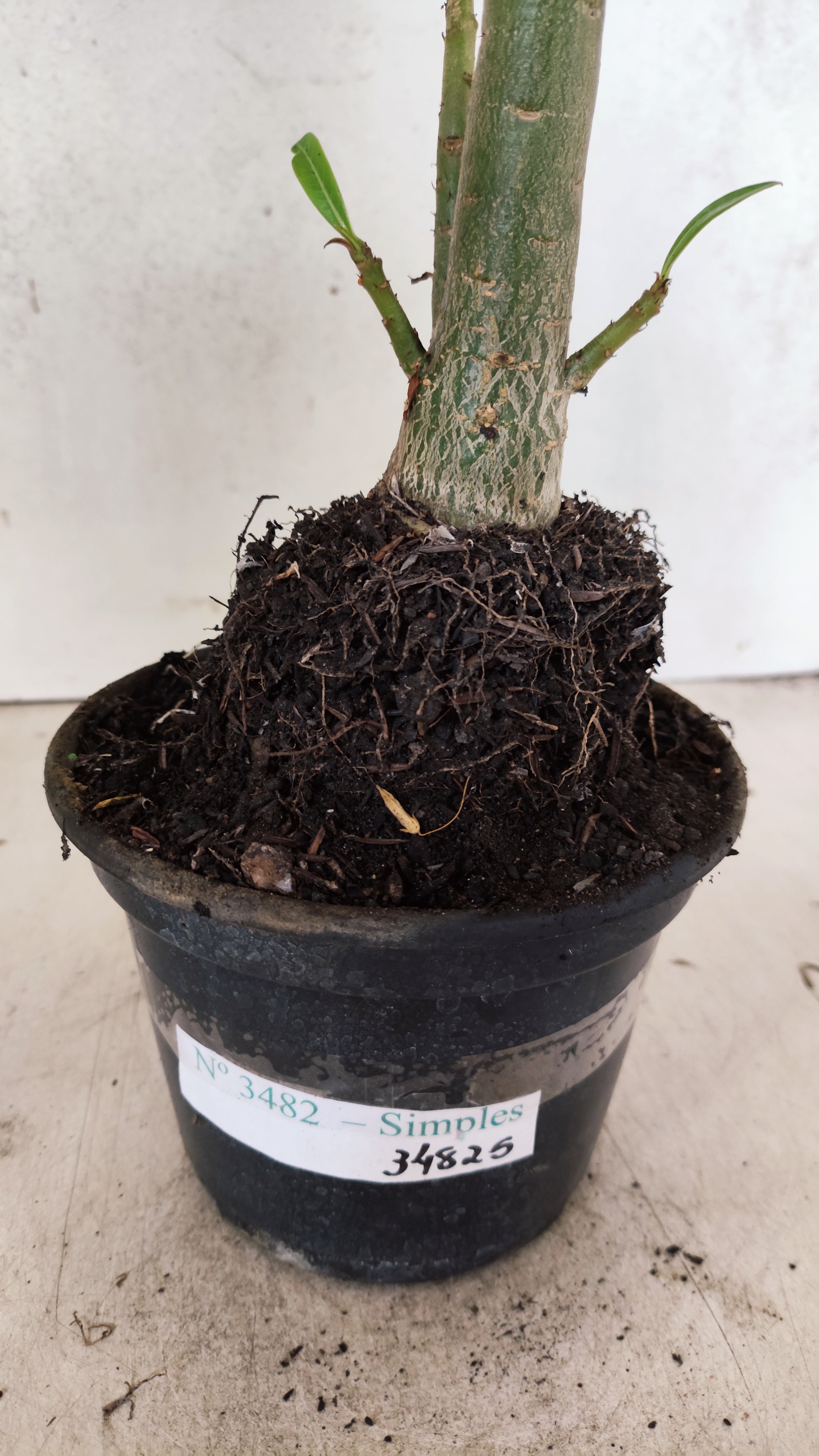Planta Simples 3482 – 35cm – 03 anos
