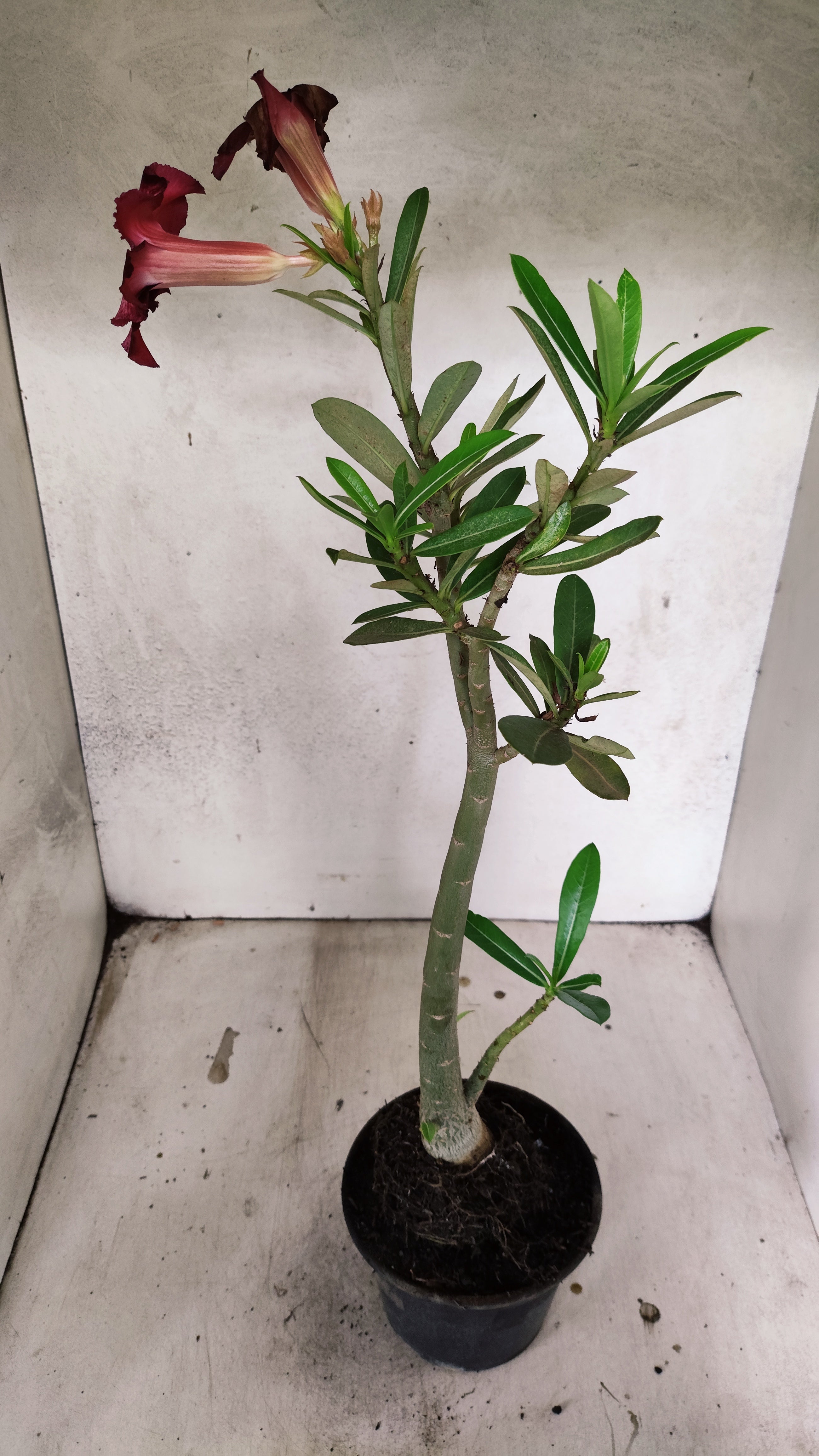 Planta Simples 3482 – 35cm – 03 anos