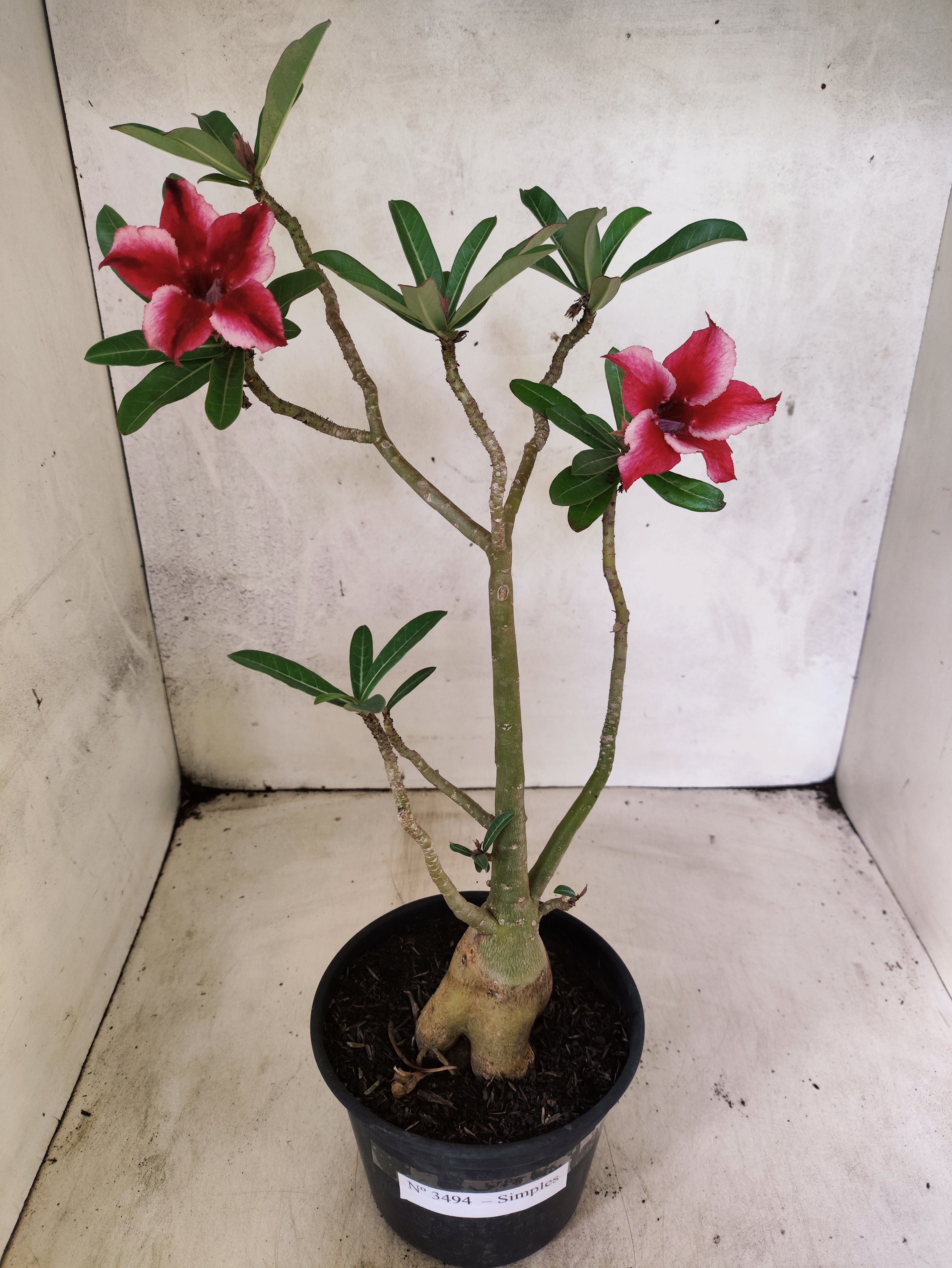 Planta Simples 3494 – 35cm – 03 anos