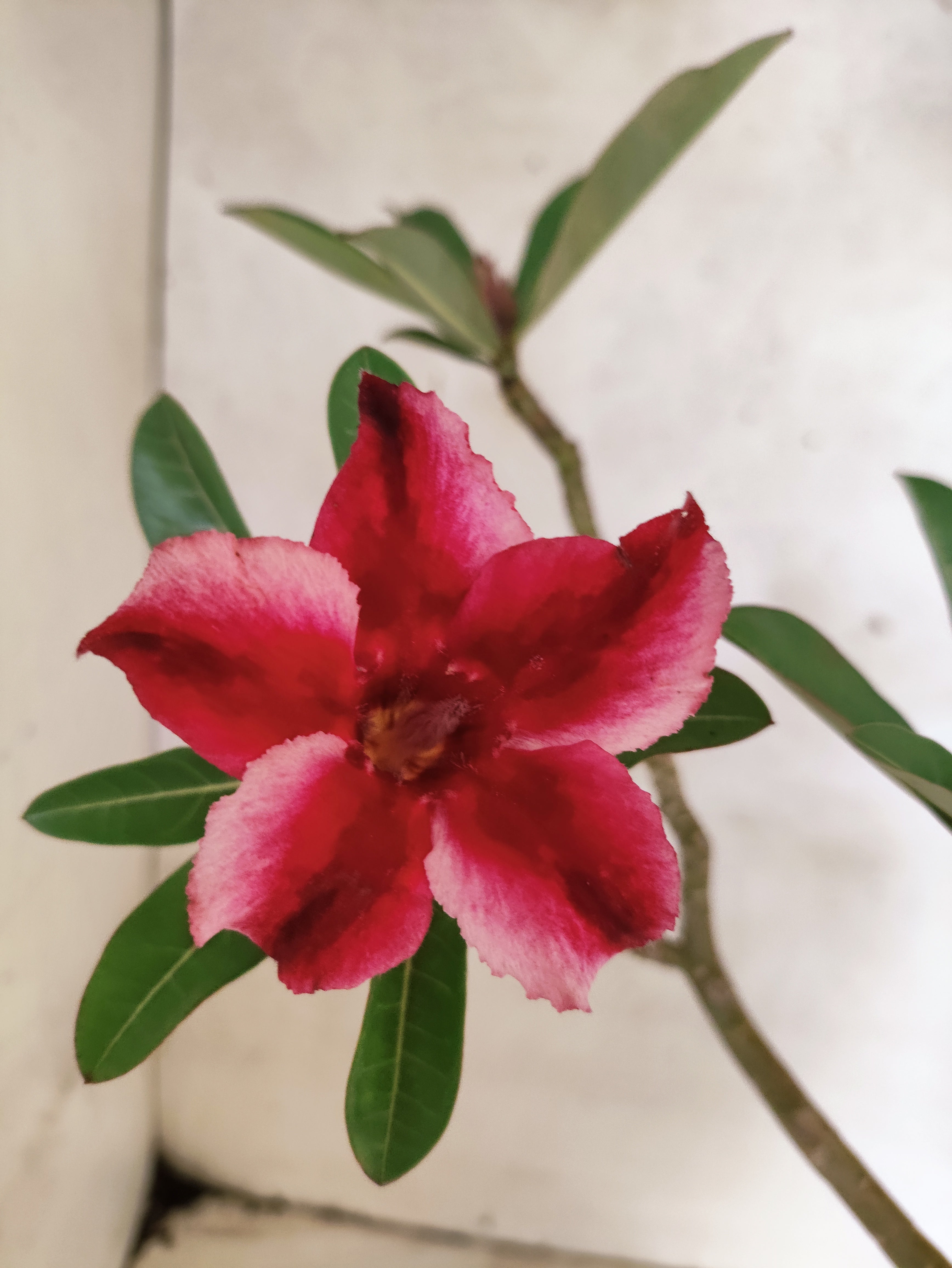 Planta Simples 3494 – 35cm – 03 anos