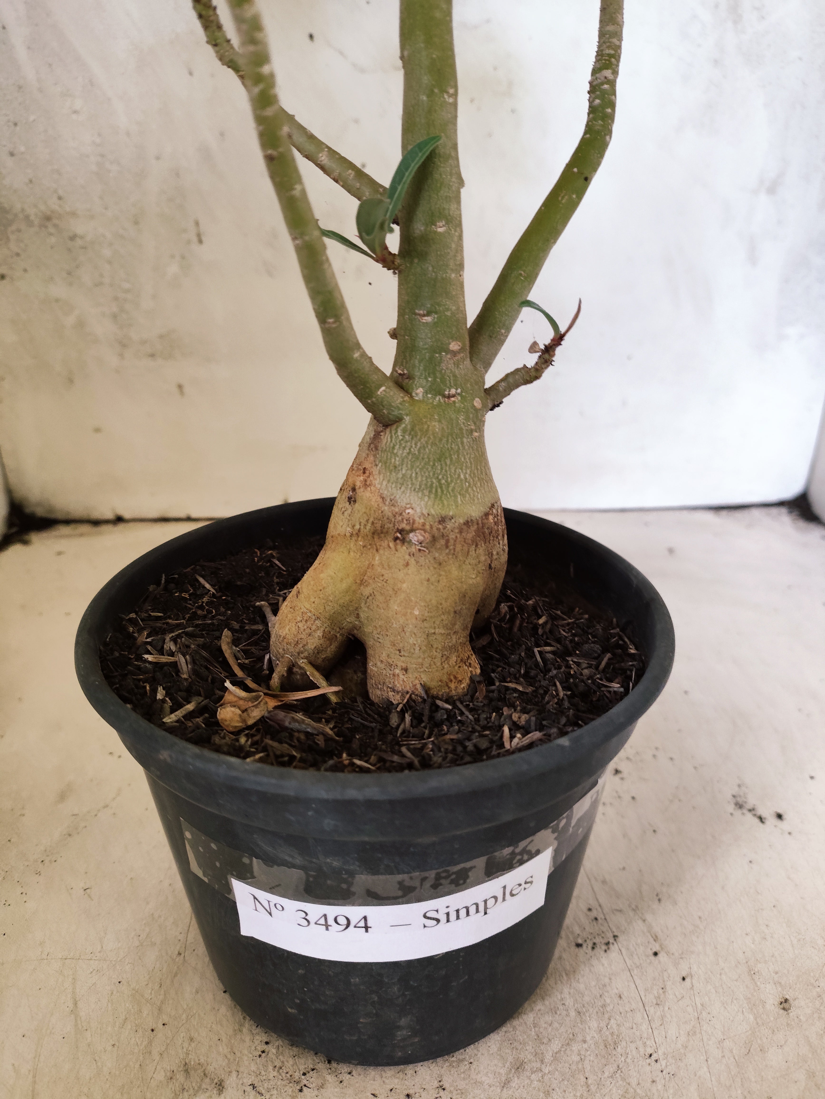 Planta Simples 3494 – 35cm – 03 anos