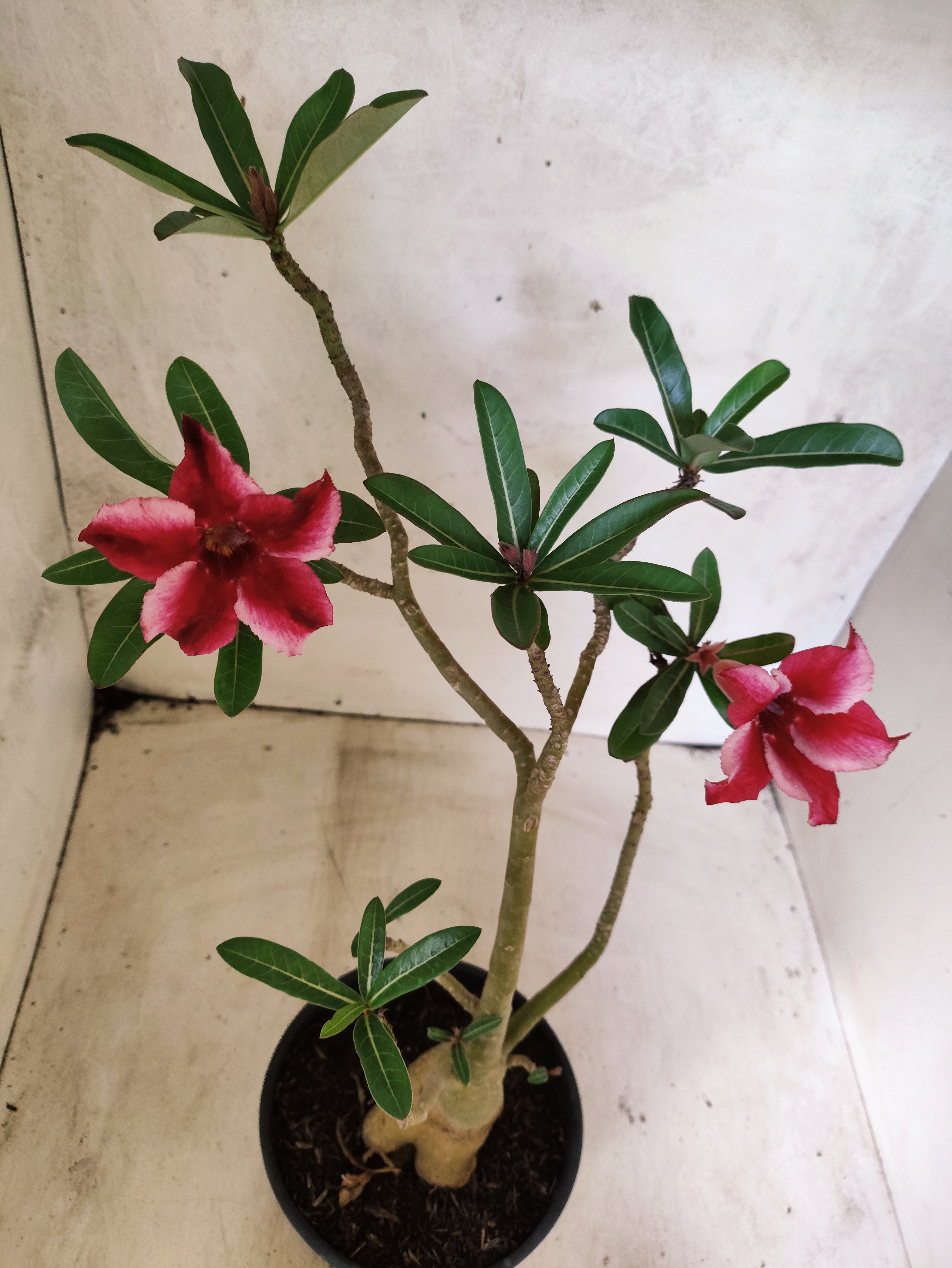 Planta Simples 3494 – 35cm – 03 anos