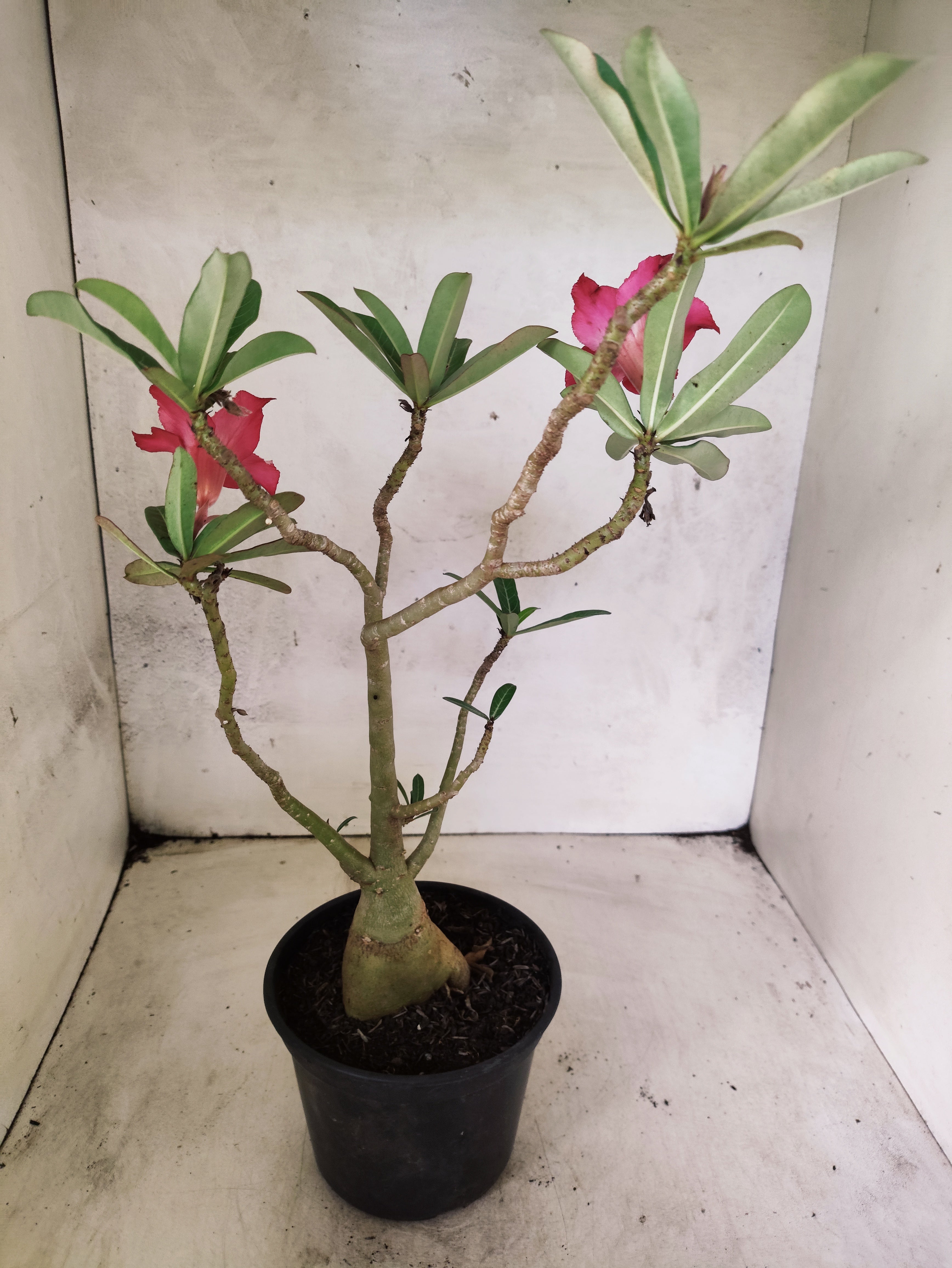 Planta Simples 3494 – 35cm – 03 anos