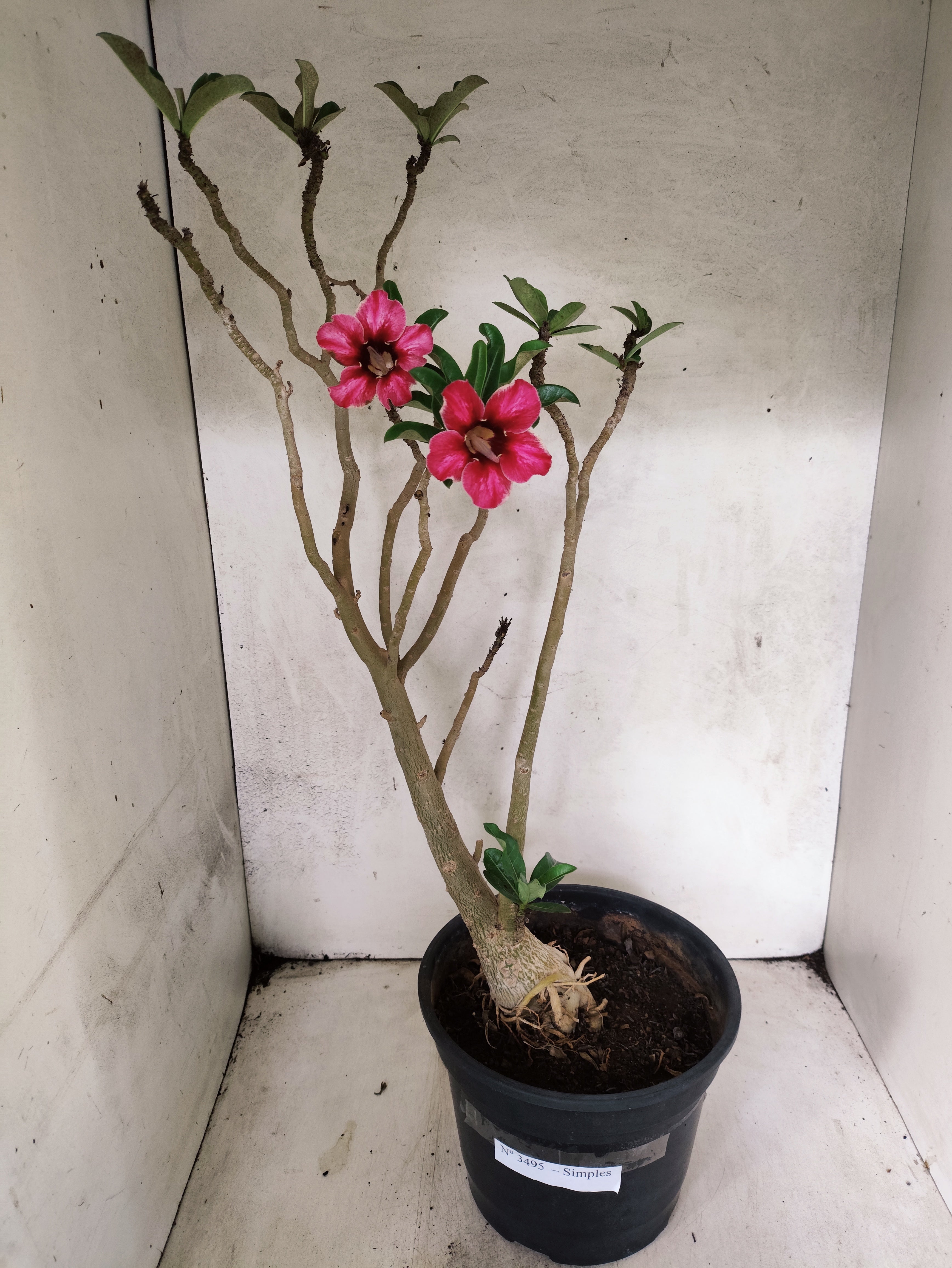 Planta Simples 3495 – 45cm – 03 anos
