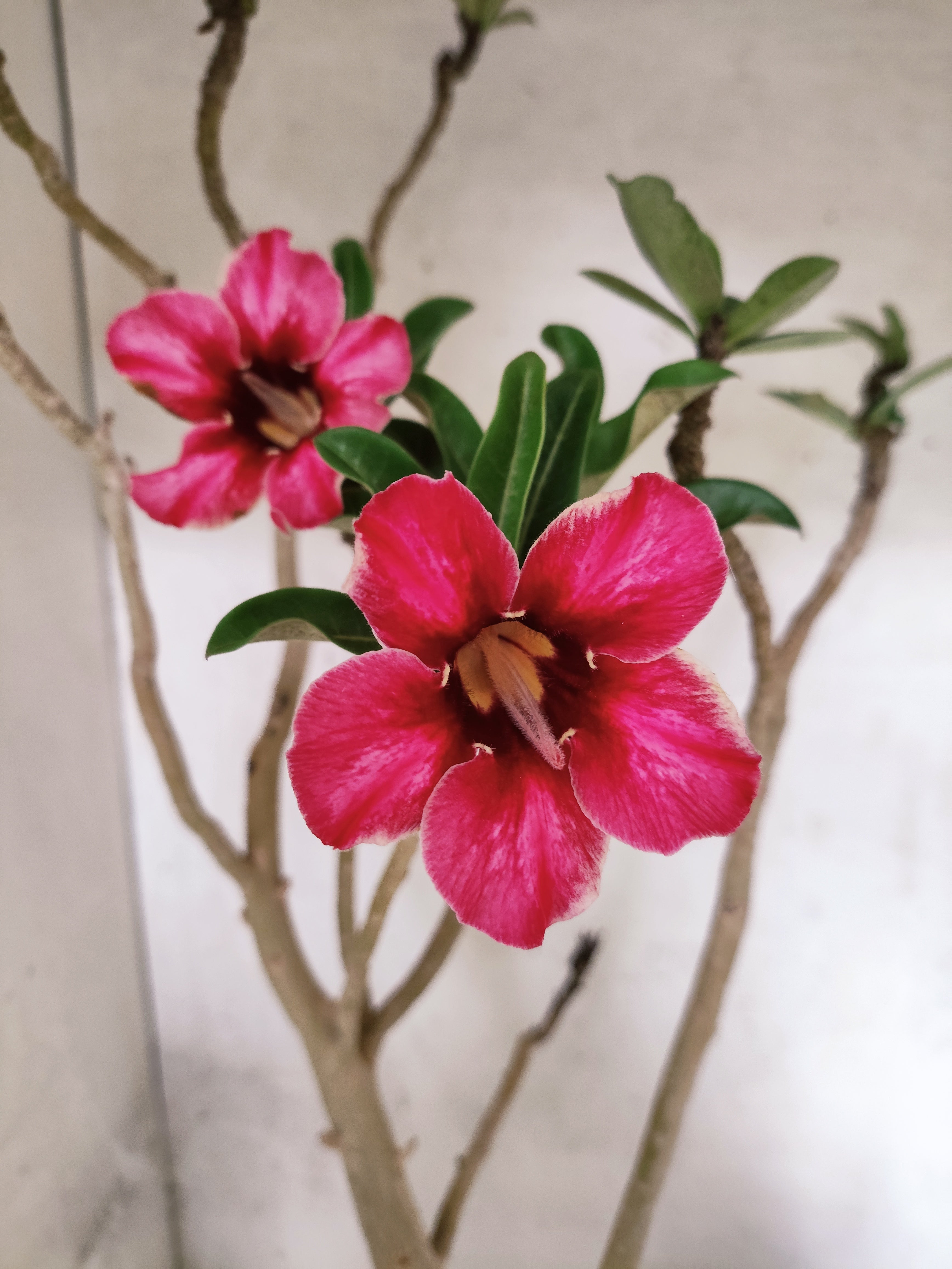 Planta Simples 3495 – 45cm – 03 anos