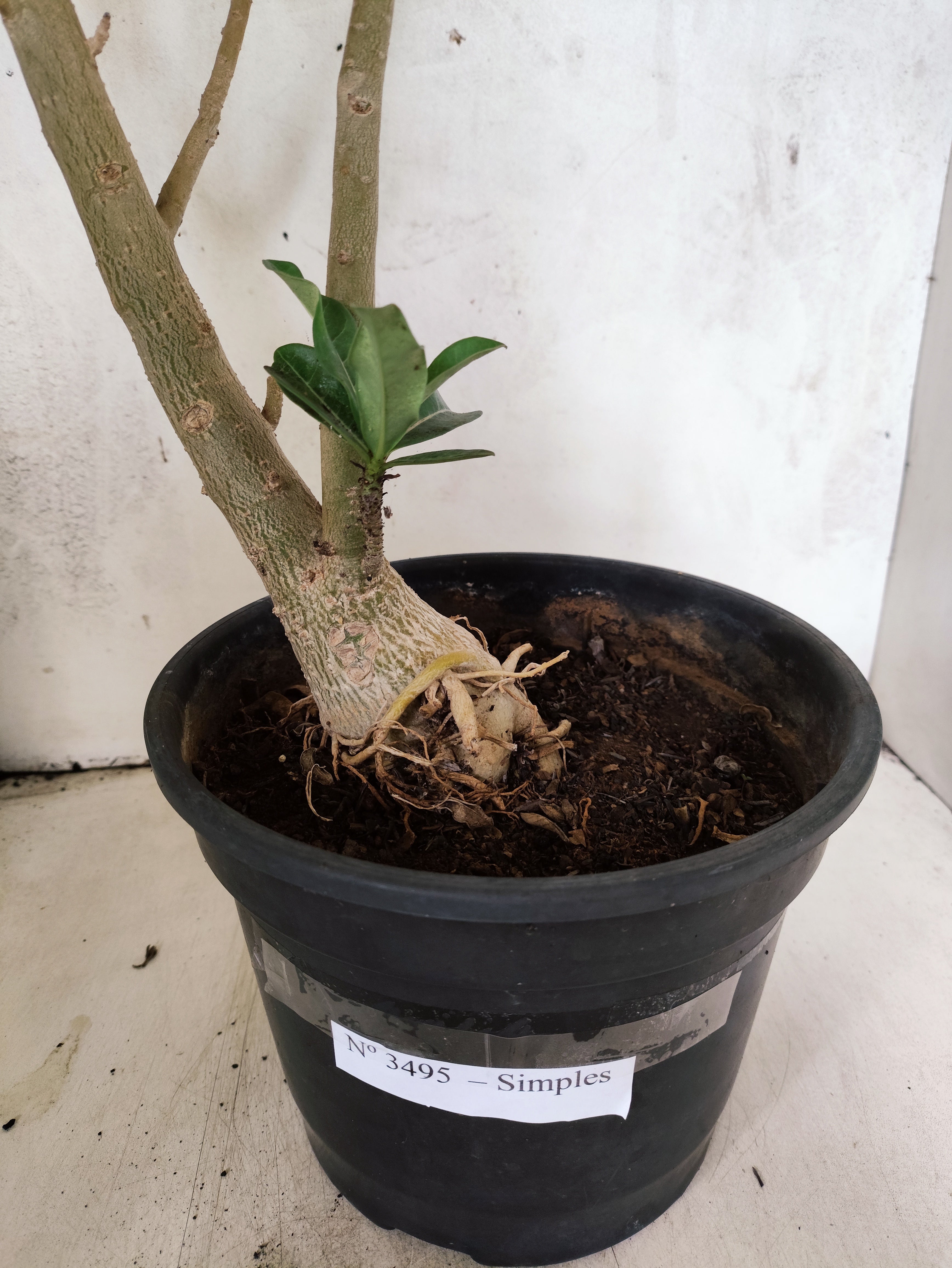 Planta Simples 3495 – 45cm – 03 anos