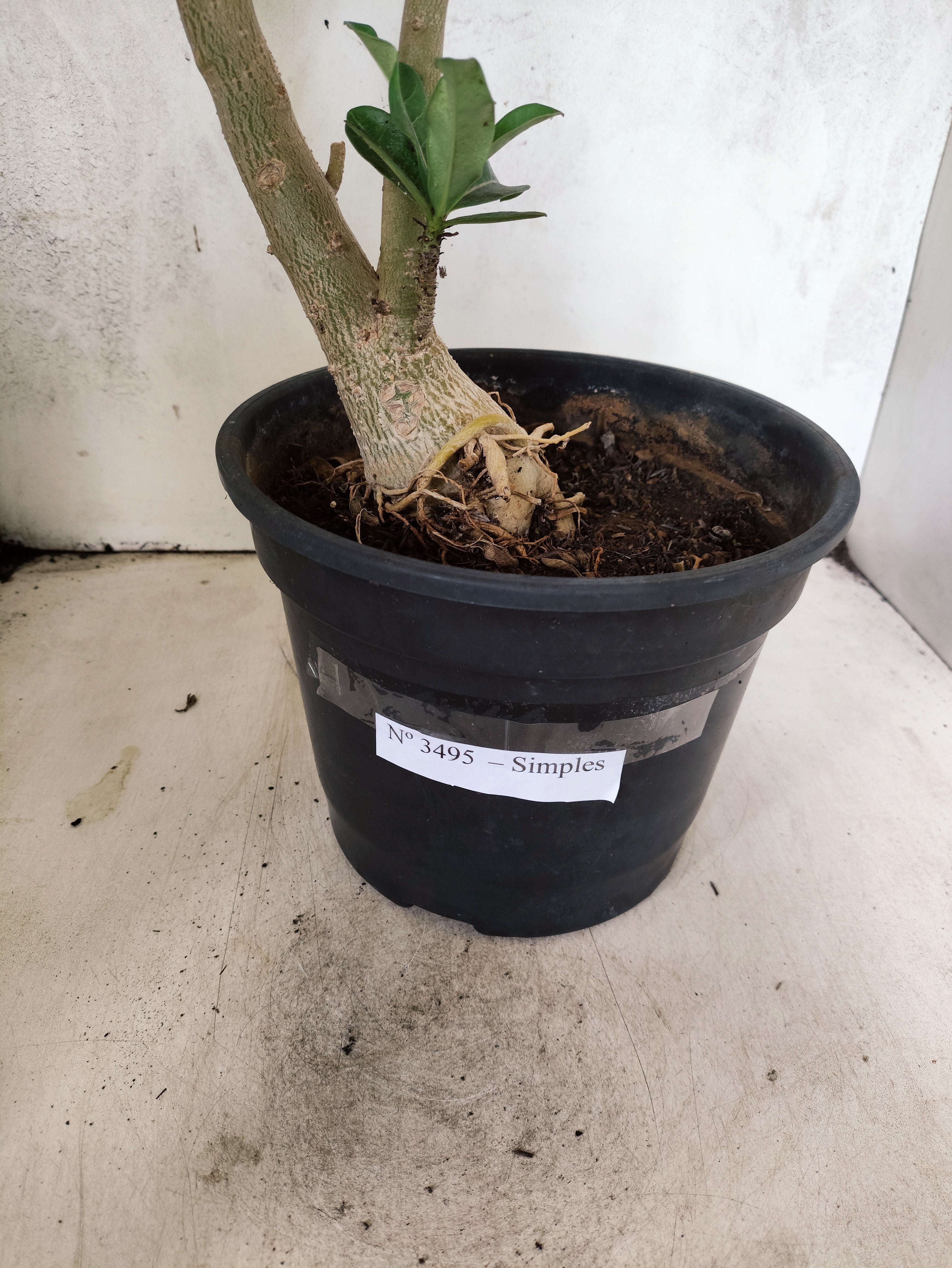 Planta Simples 3495 – 45cm – 03 anos