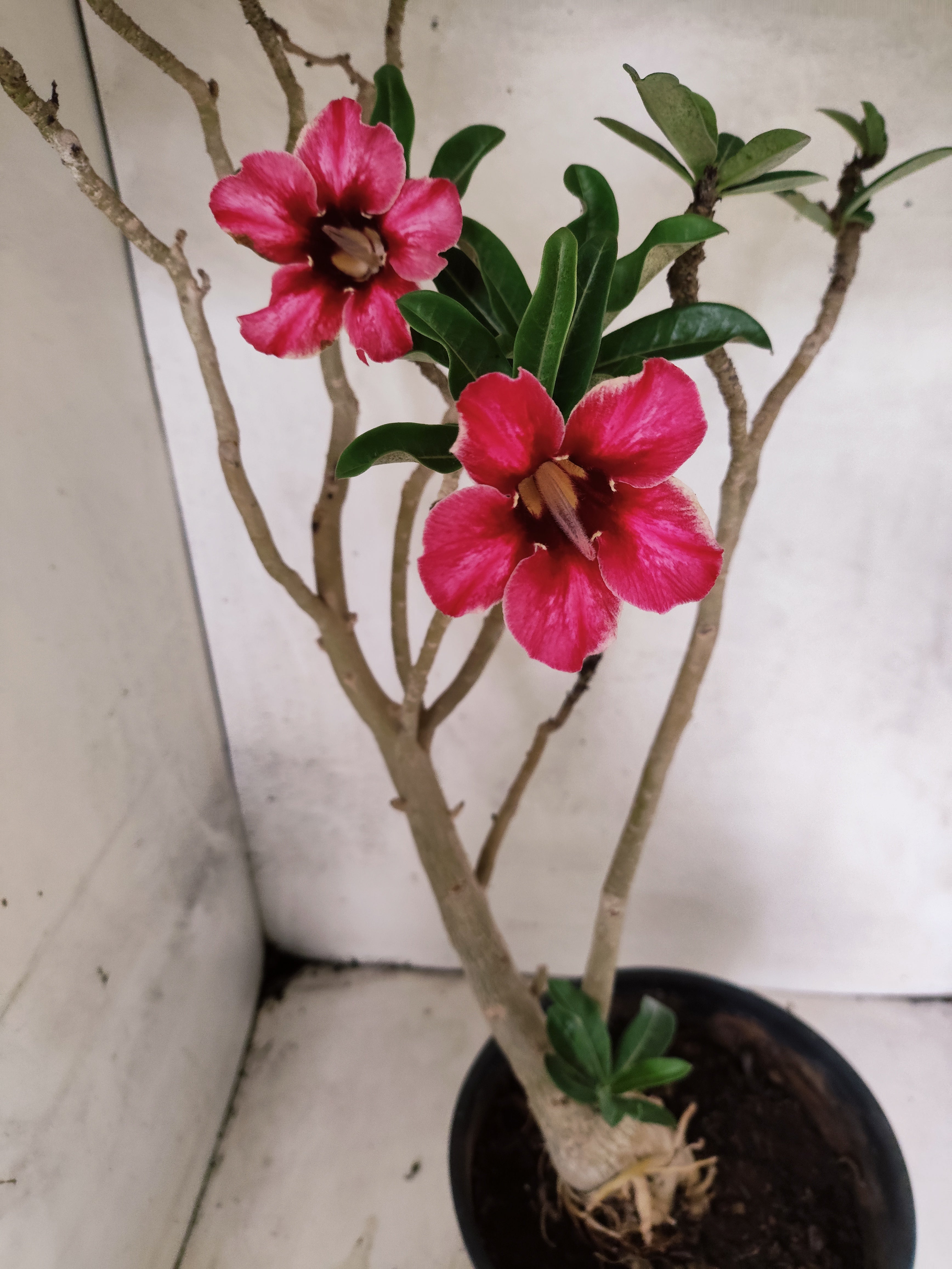 Planta Simples 3495 – 45cm – 03 anos