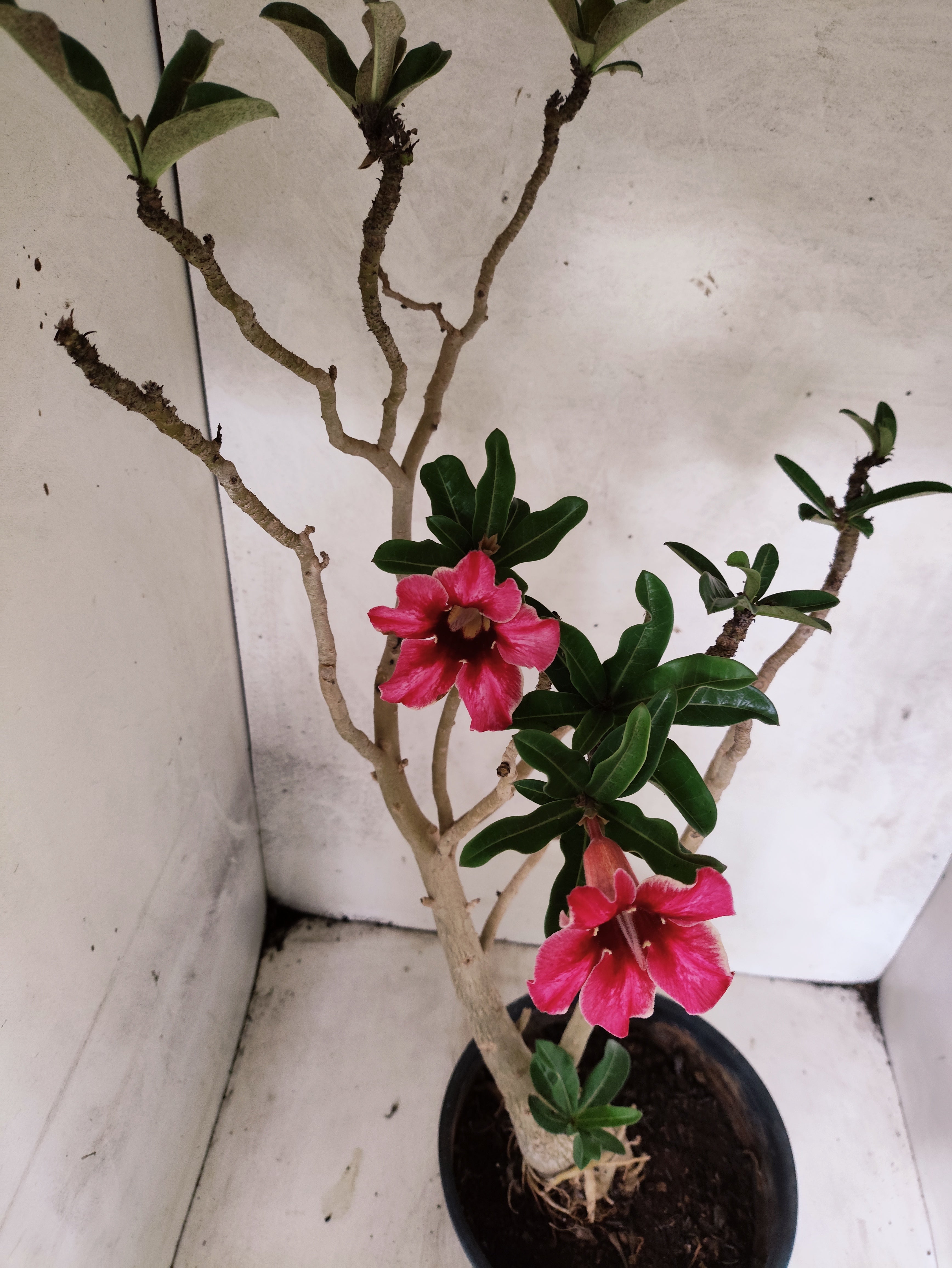 Planta Simples 3495 – 45cm – 03 anos