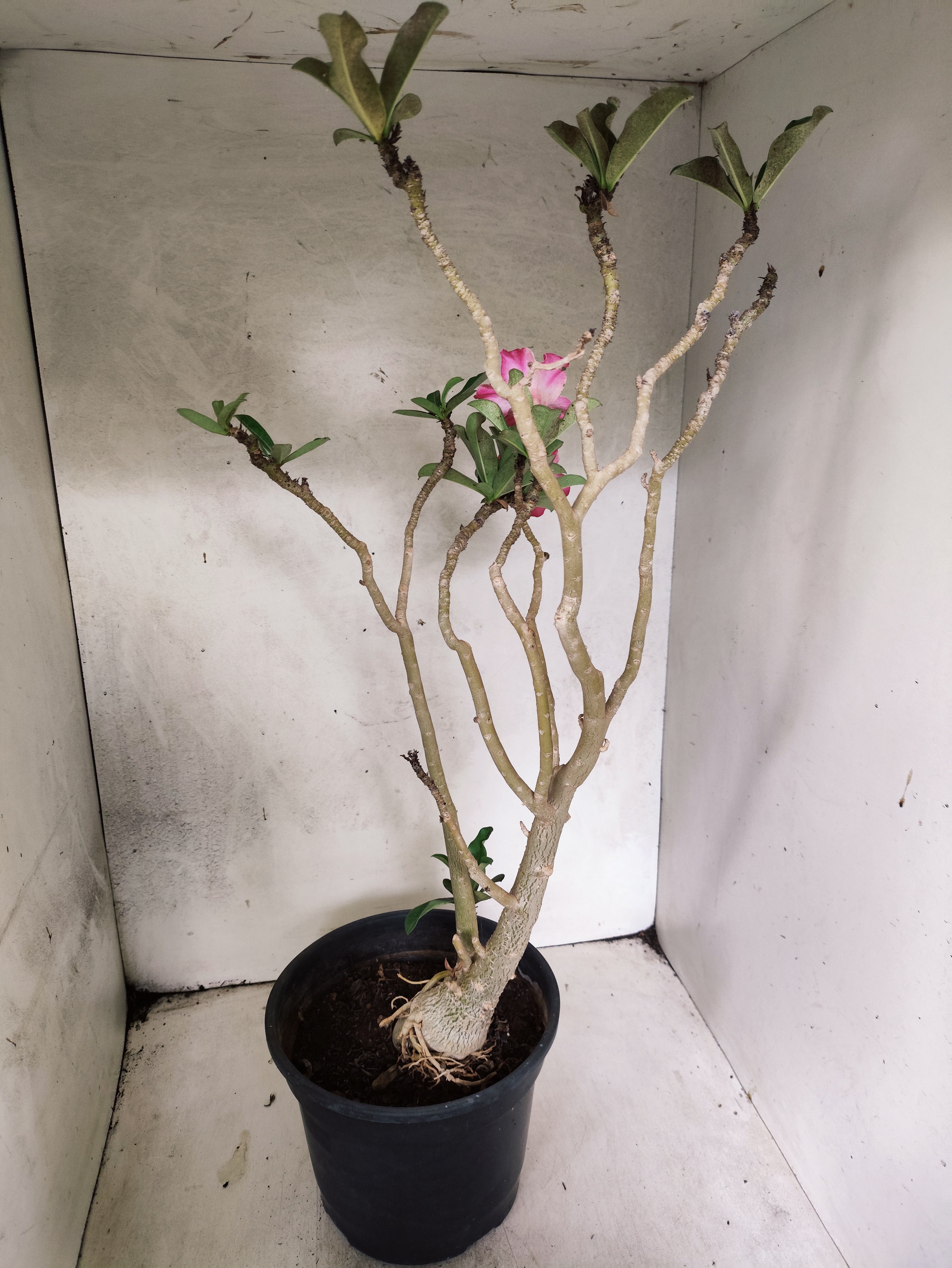 Planta Simples 3495 – 45cm – 03 anos