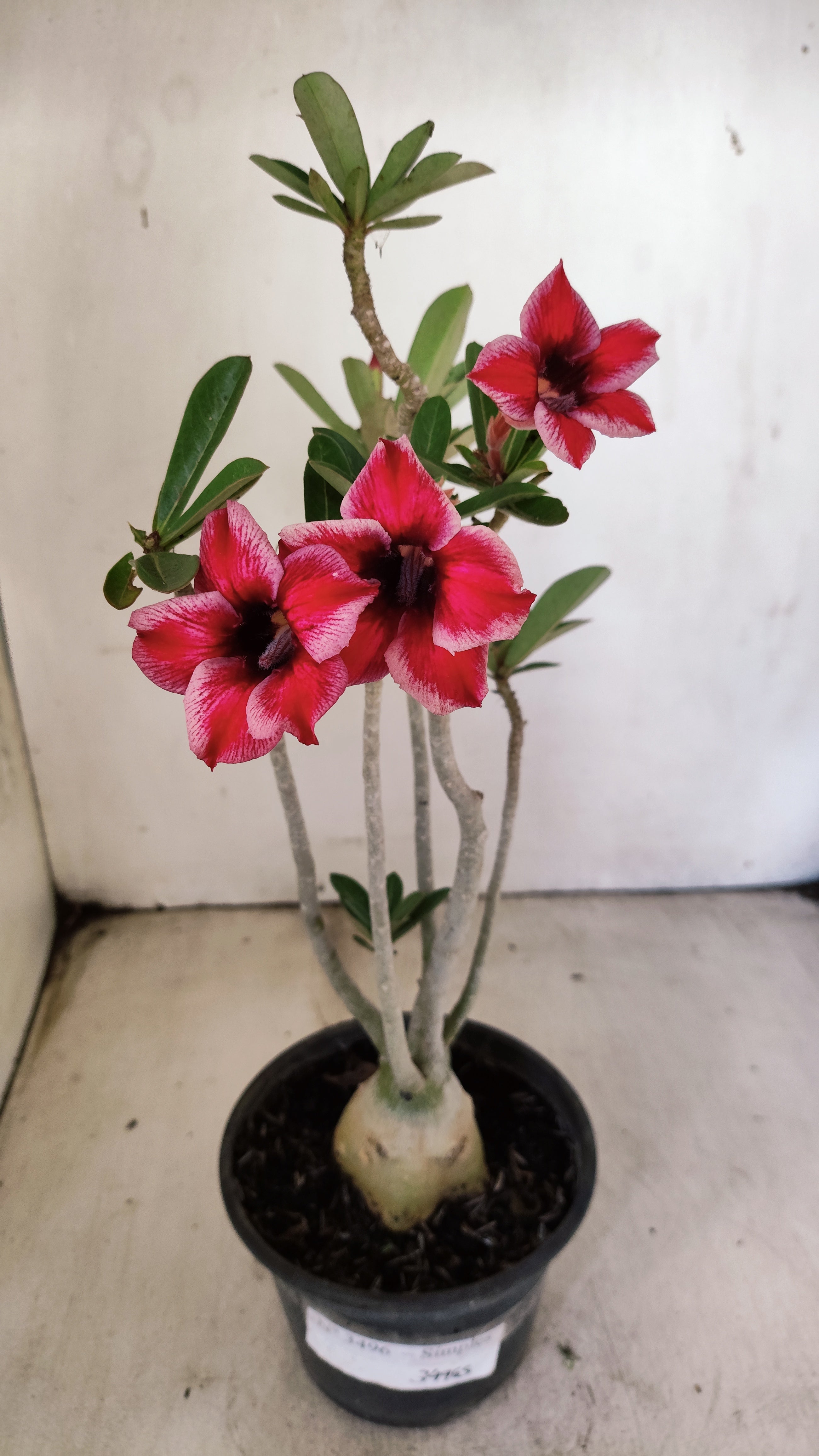 Planta Simples 3496 – 30cm – 03 anos