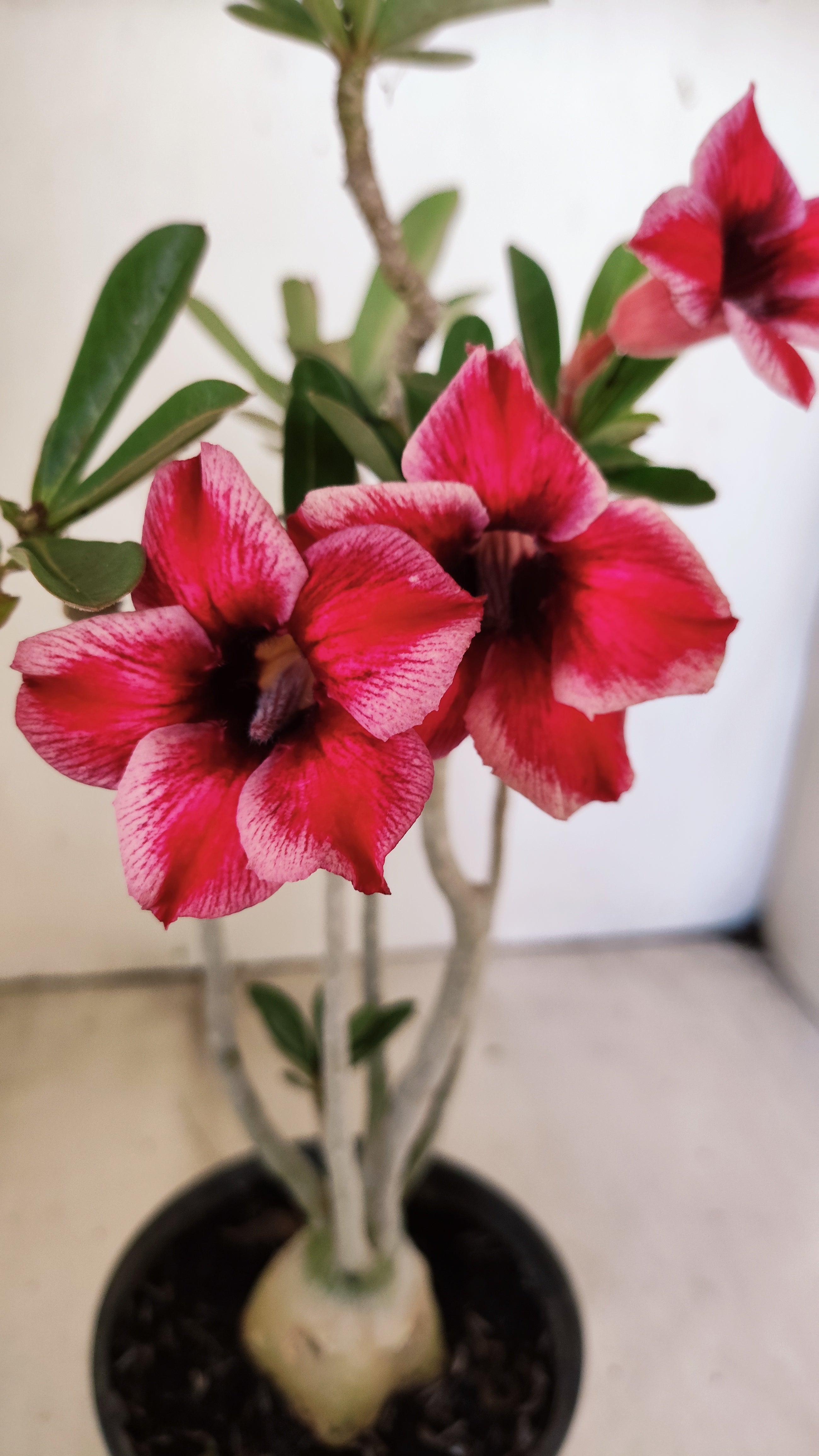 Planta Simples 3496 – 30cm – 03 anos