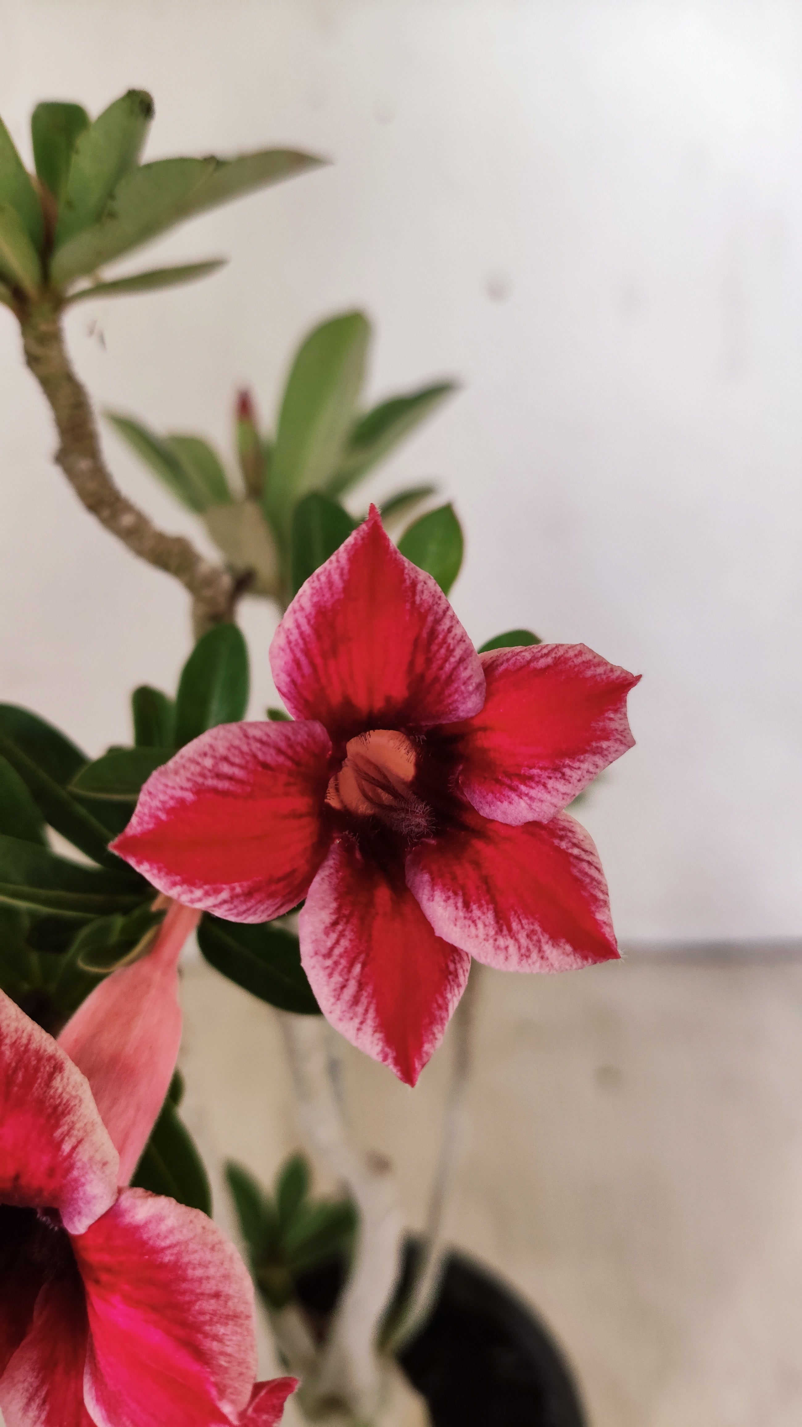 Planta Simples 3496 – 30cm – 03 anos
