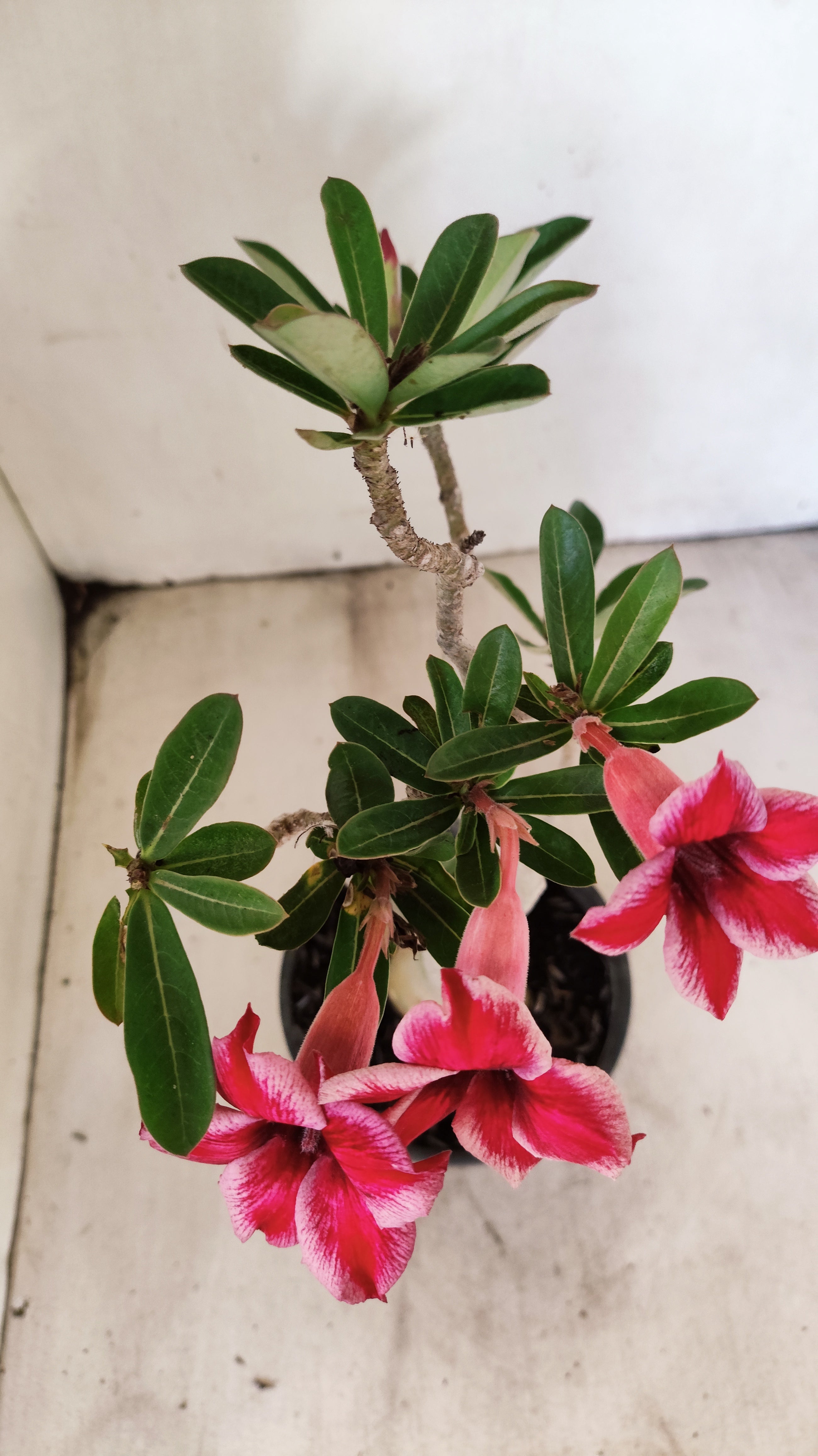 Planta Simples 3496 – 30cm – 03 anos