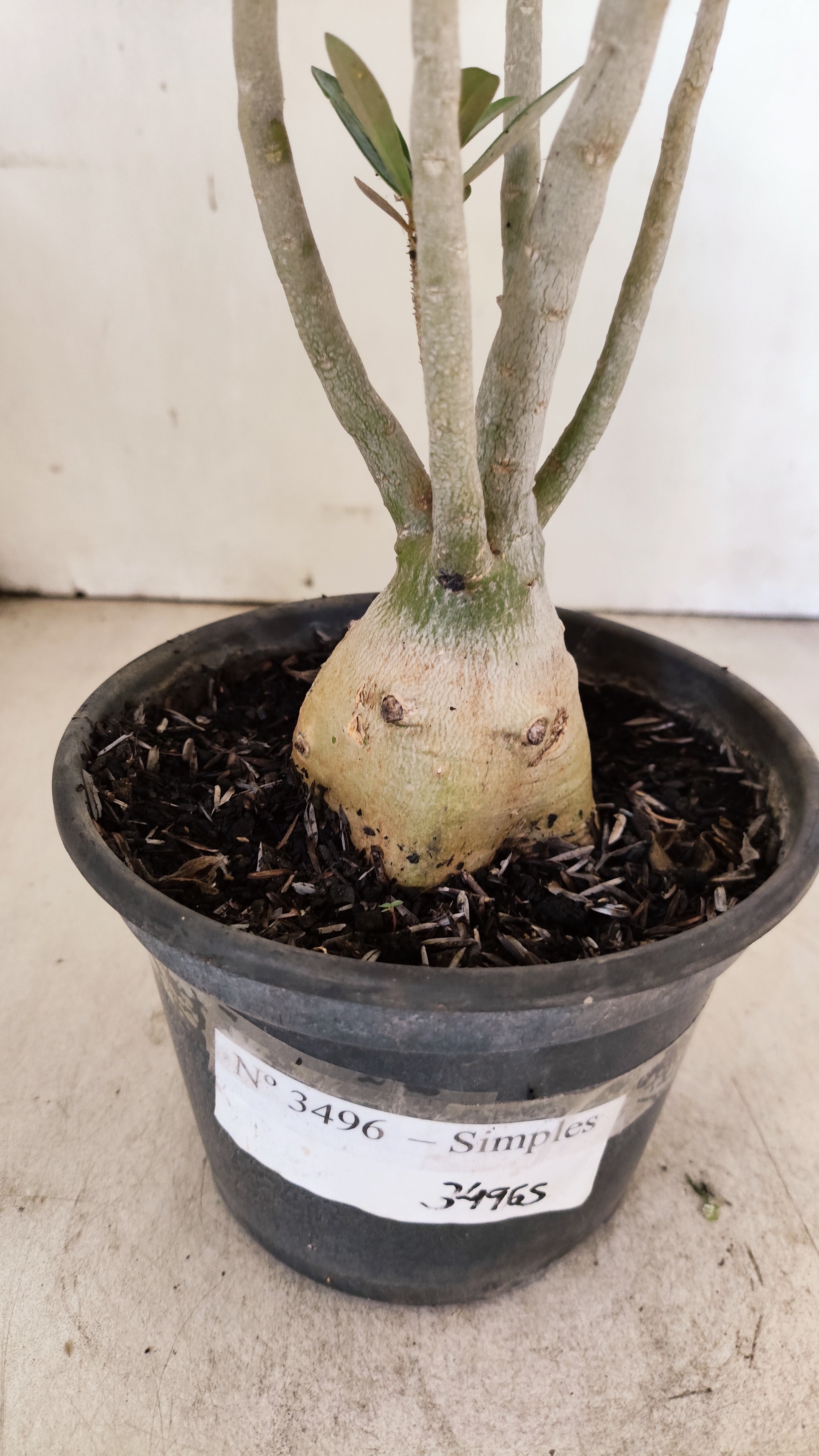 Planta Simples 3496 – 30cm – 03 anos