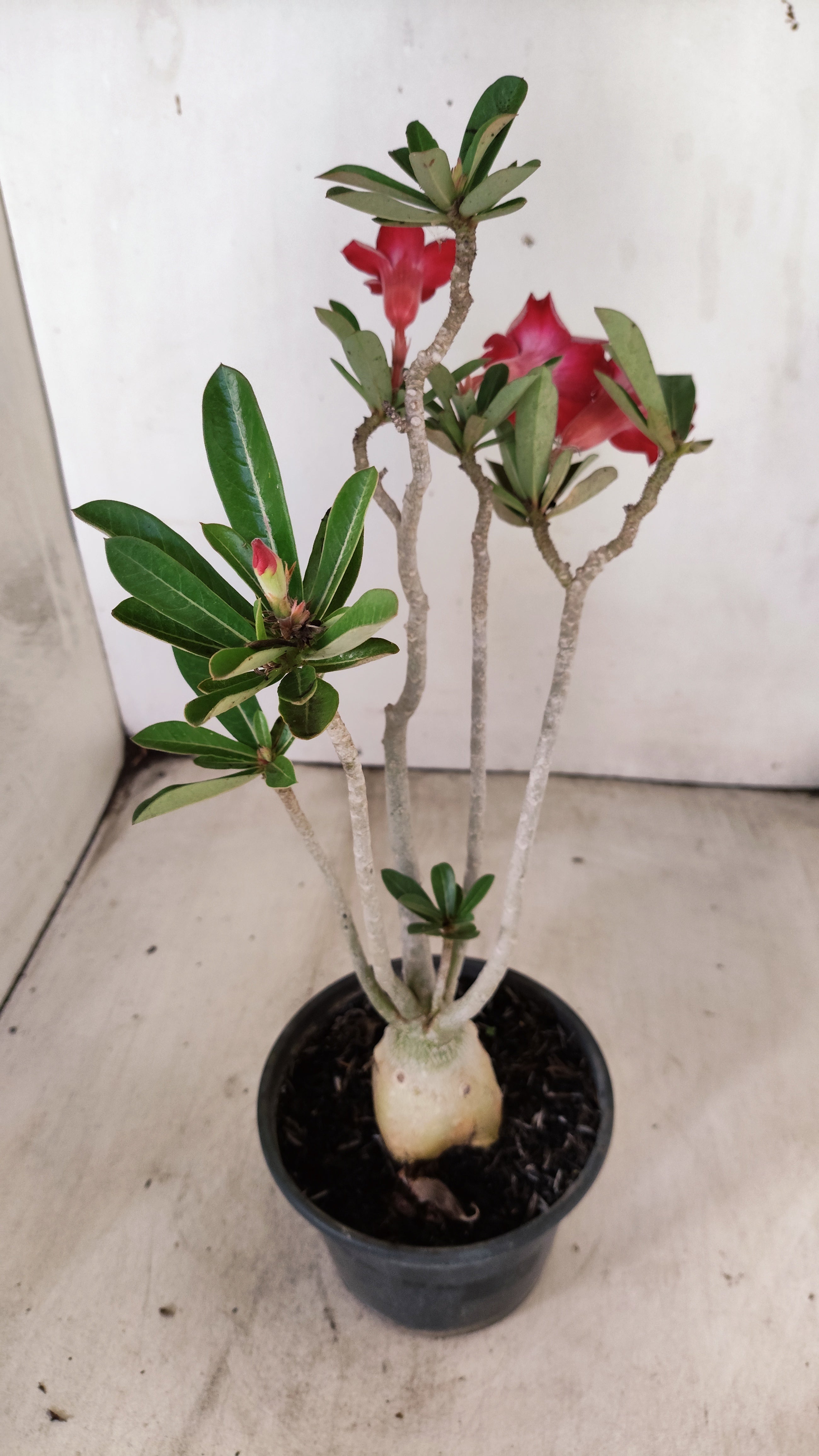 Planta Simples 3496 – 30cm – 03 anos