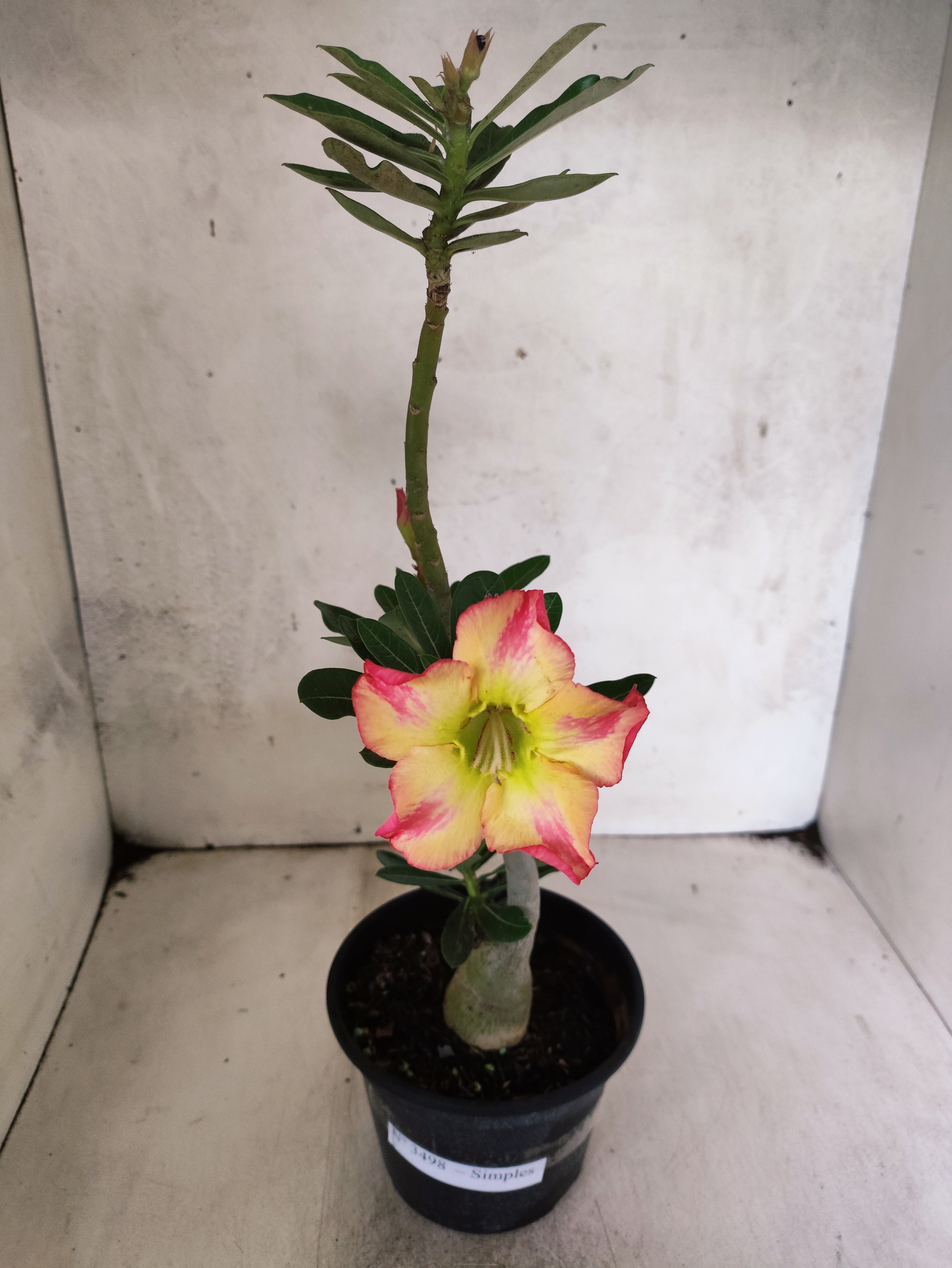 Planta Simples 3498 – 30cm – 02 anos