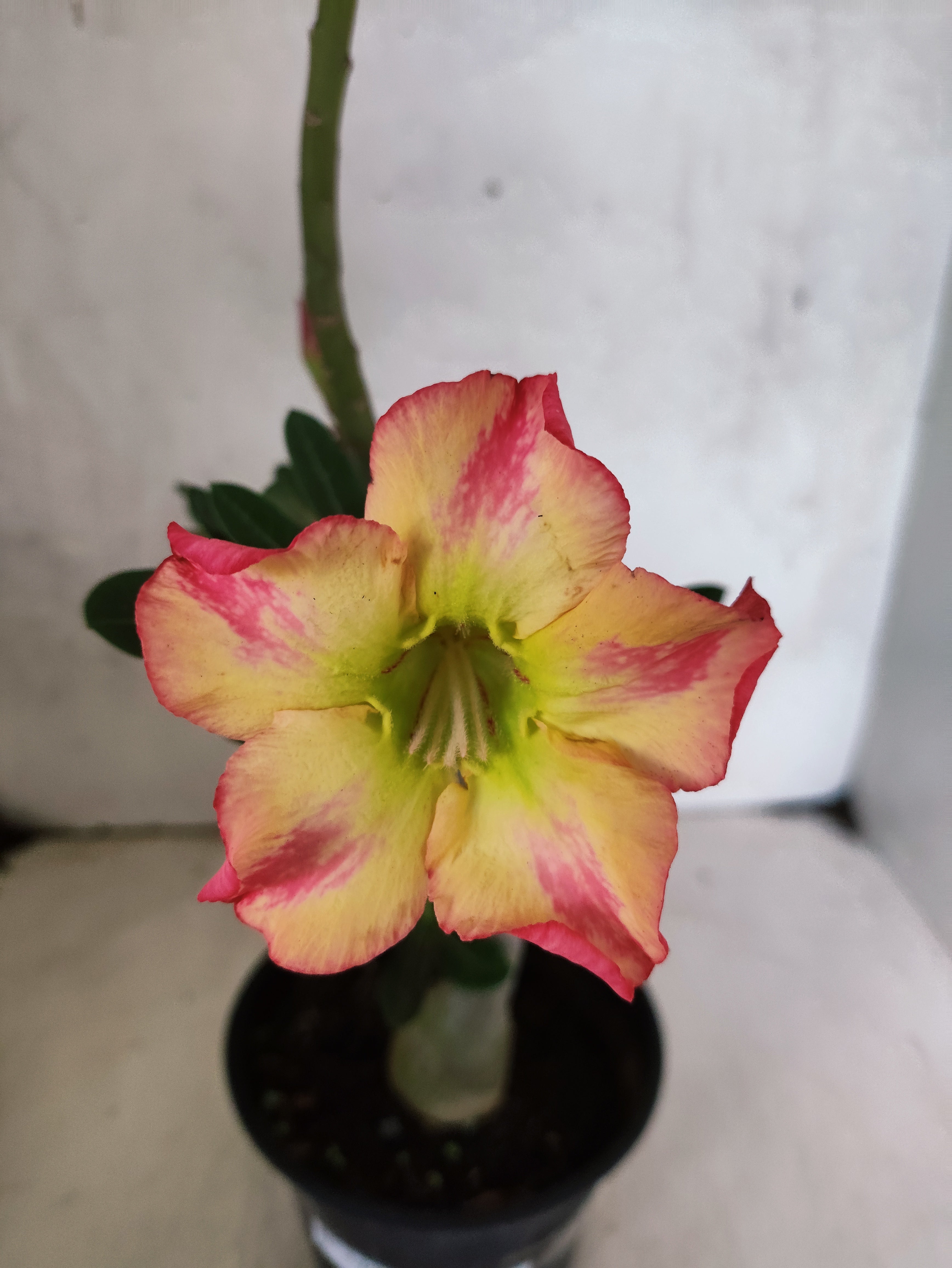 Planta Simples 3498 – 30cm – 02 anos