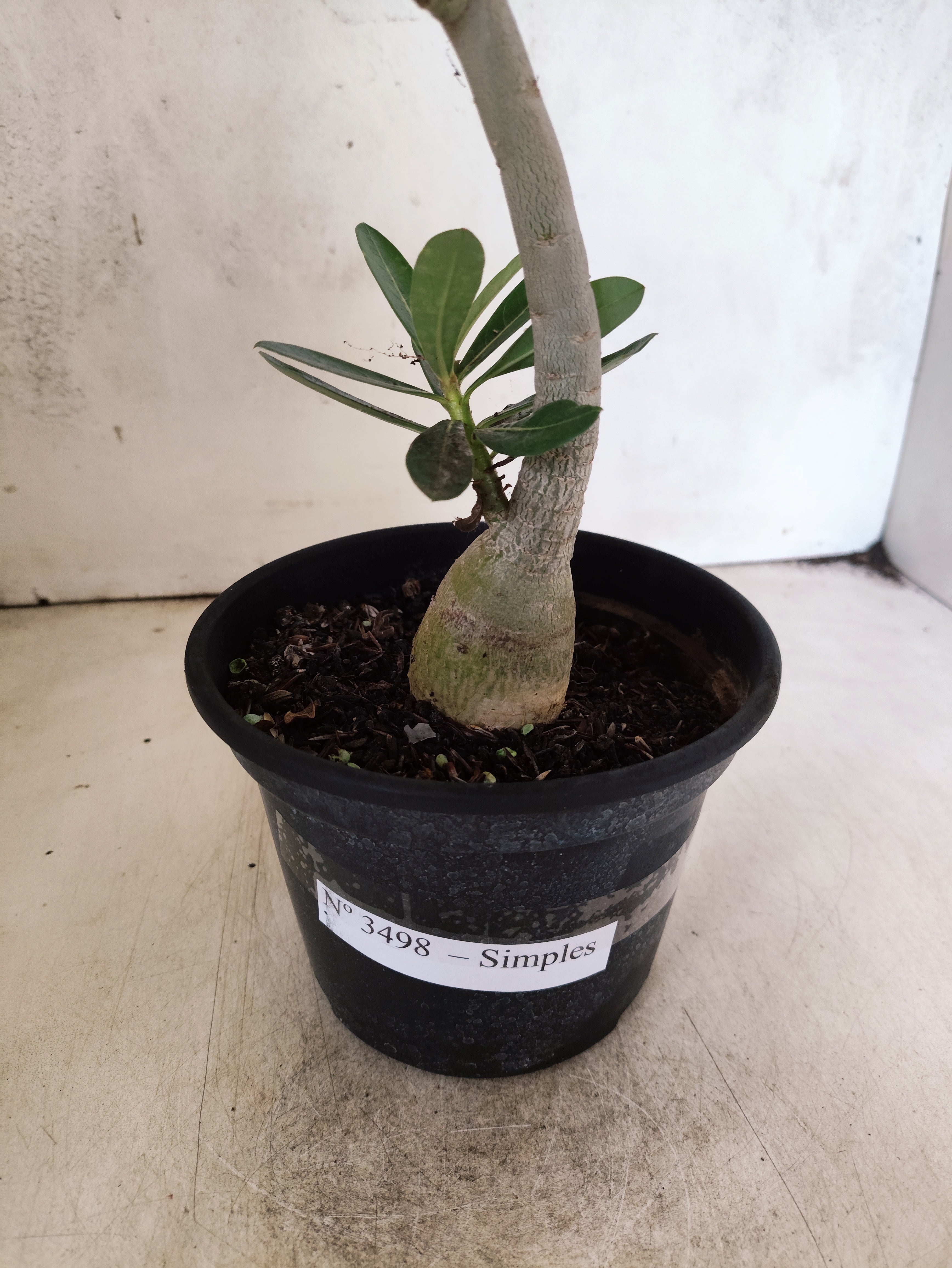 Planta Simples 3498 – 30cm – 02 anos