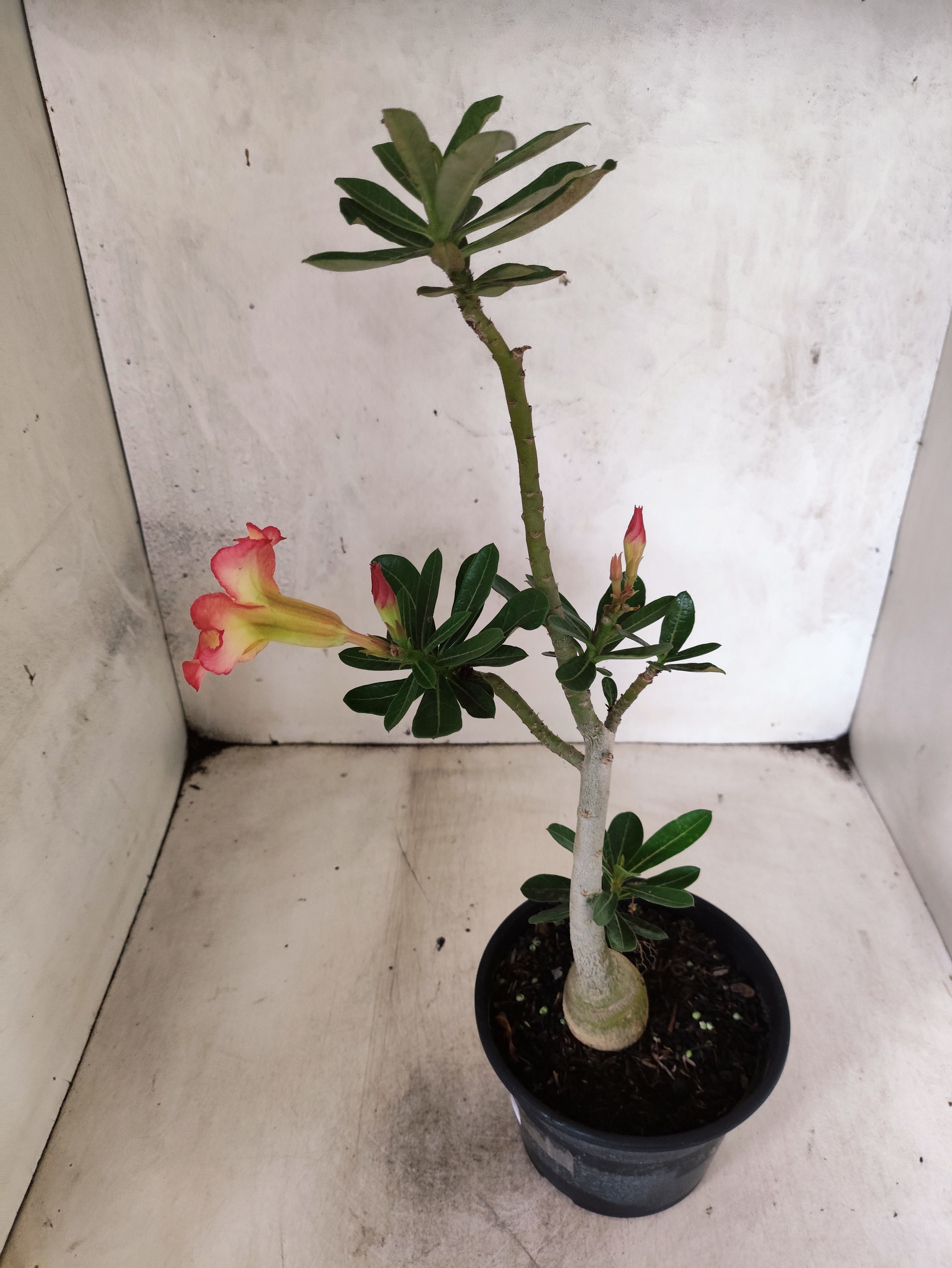 Planta Simples 3498 – 30cm – 02 anos