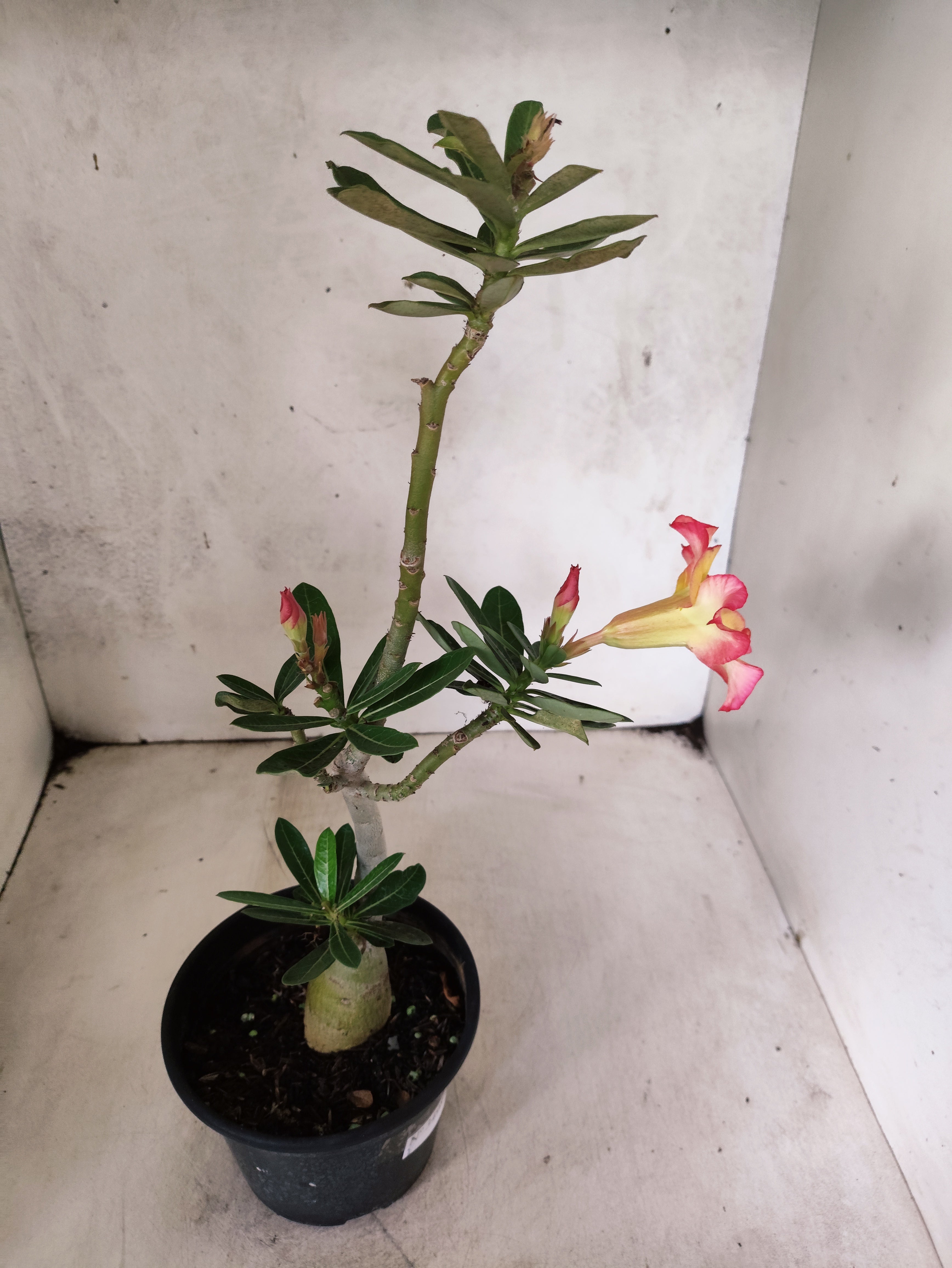 Planta Simples 3498 – 30cm – 02 anos
