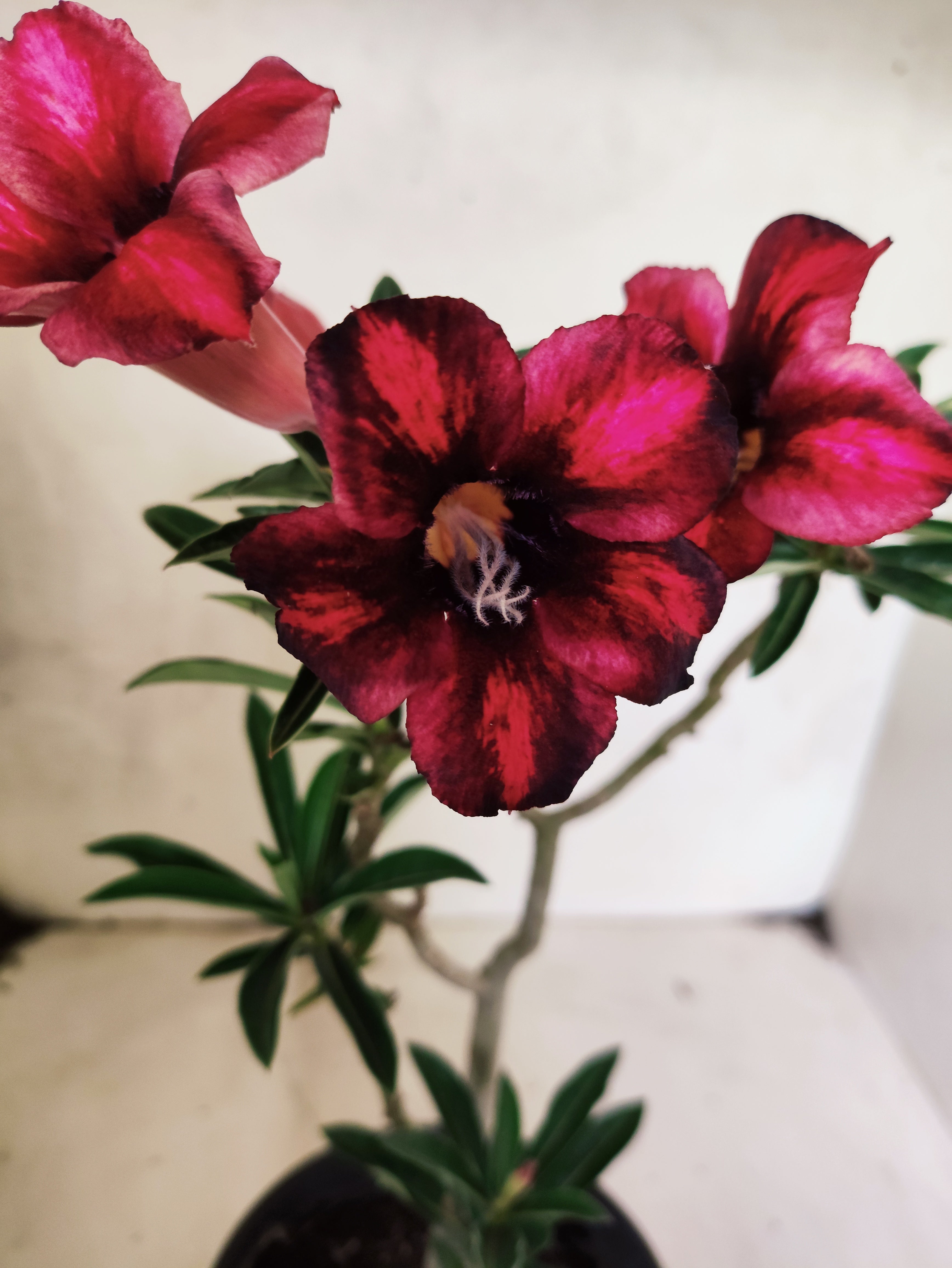 Planta Simples 3500 – 35cm – 02 anos