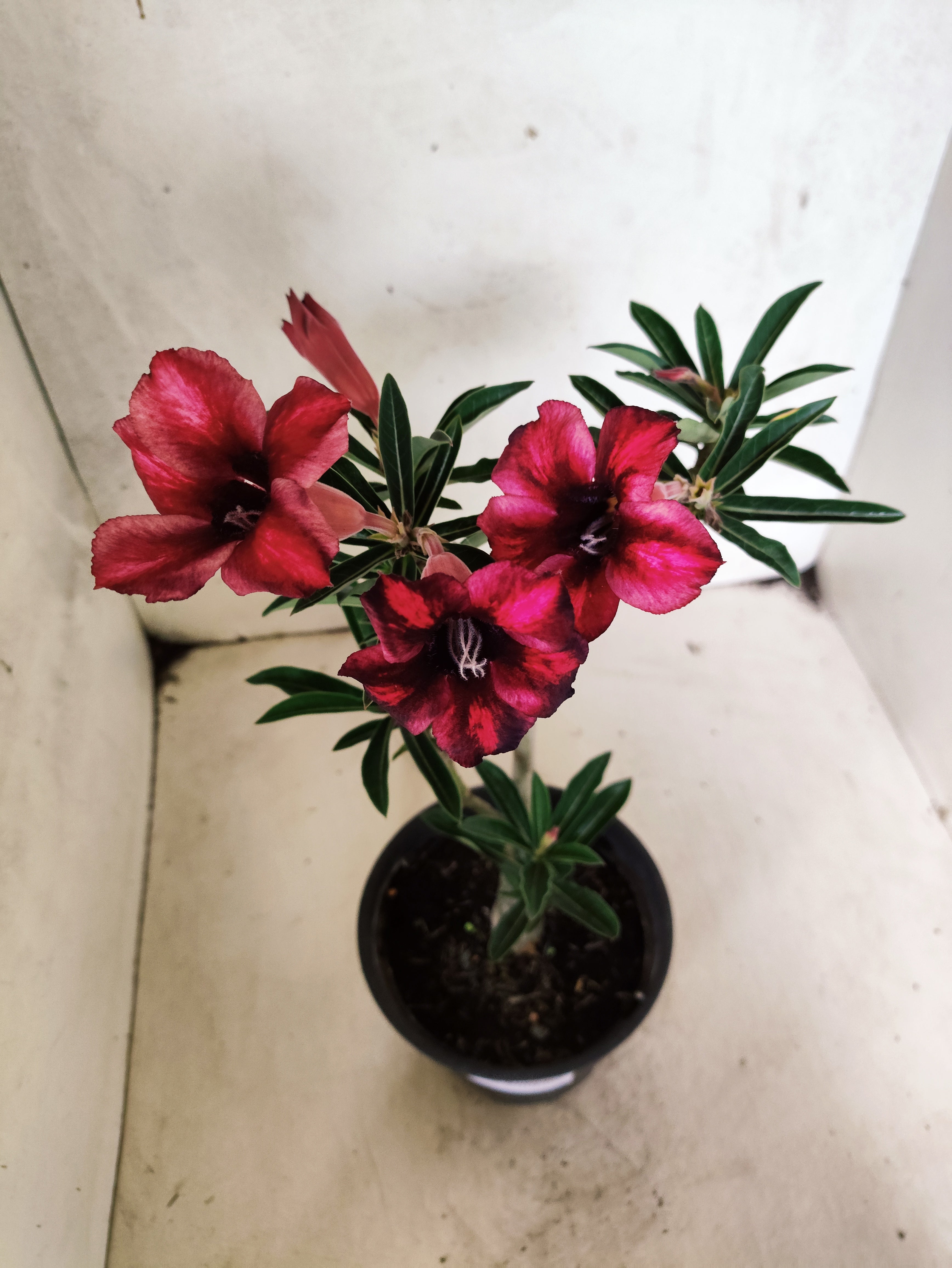 Planta Simples 3500 – 35cm – 02 anos
